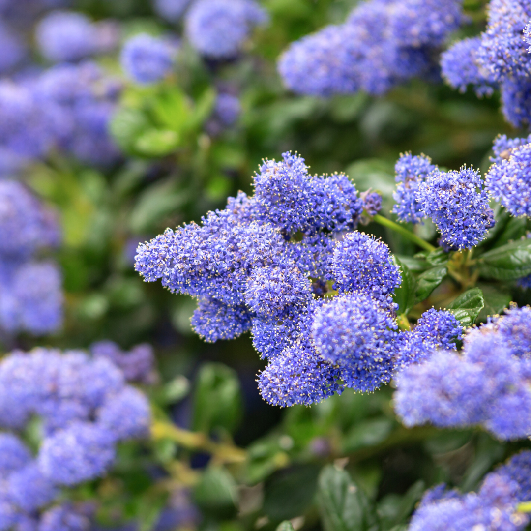 Ceanothus Repens