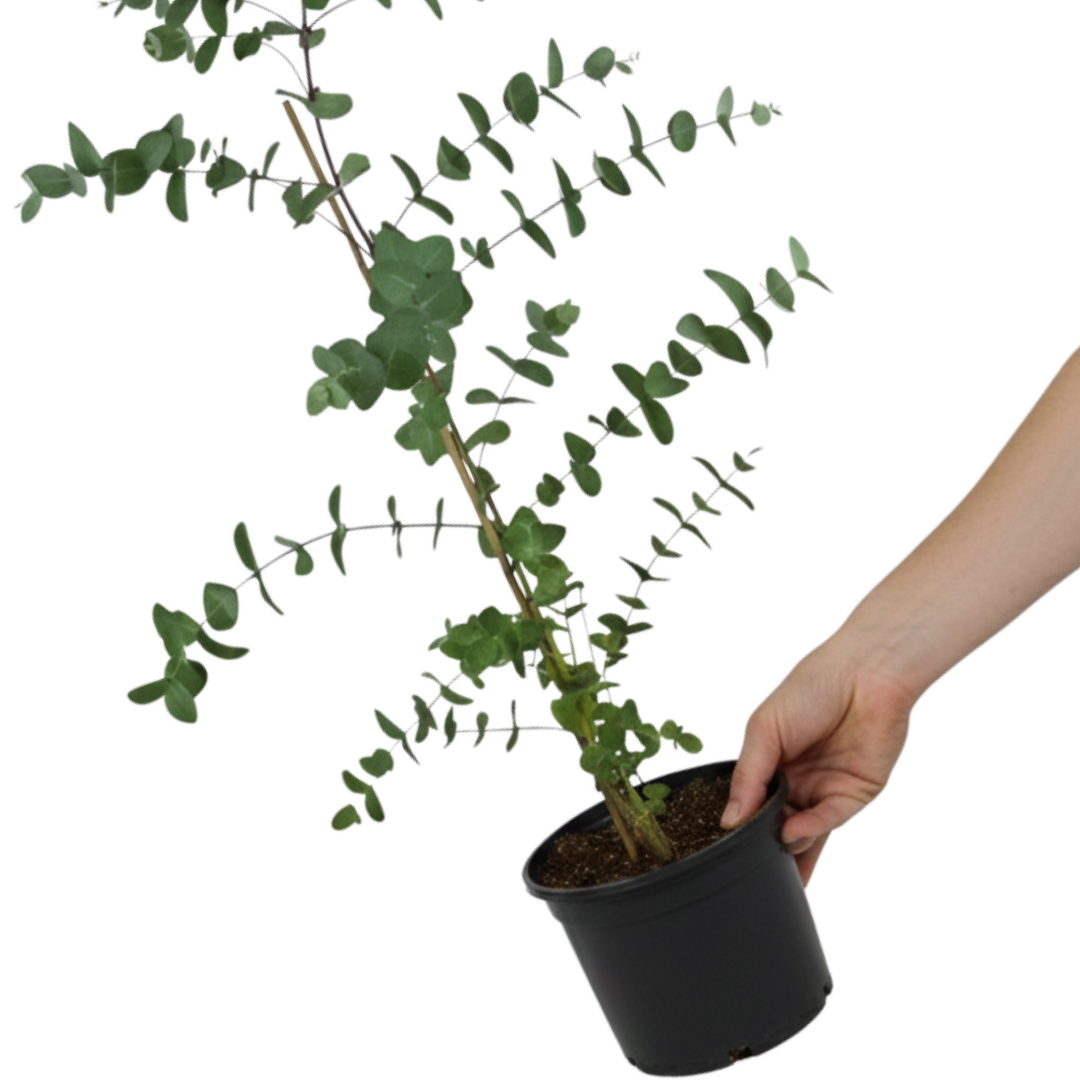 Eucalyptus Gunnii