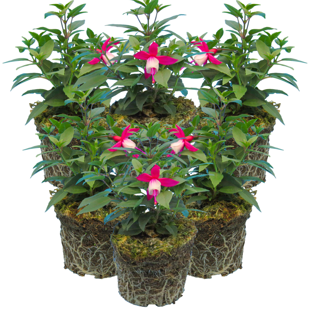 Fuchsia Diva Red and White