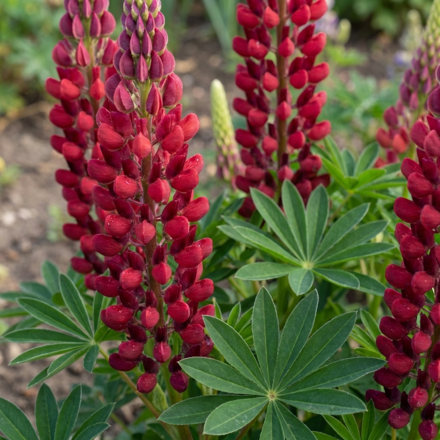 Set of 3 or 6 Lupin Legendary Red Hardy Perennial Plants, Summer Flowering, Bee Friendly Lupins, Outdoor Garden Ready, 1 Litre Root-Ball