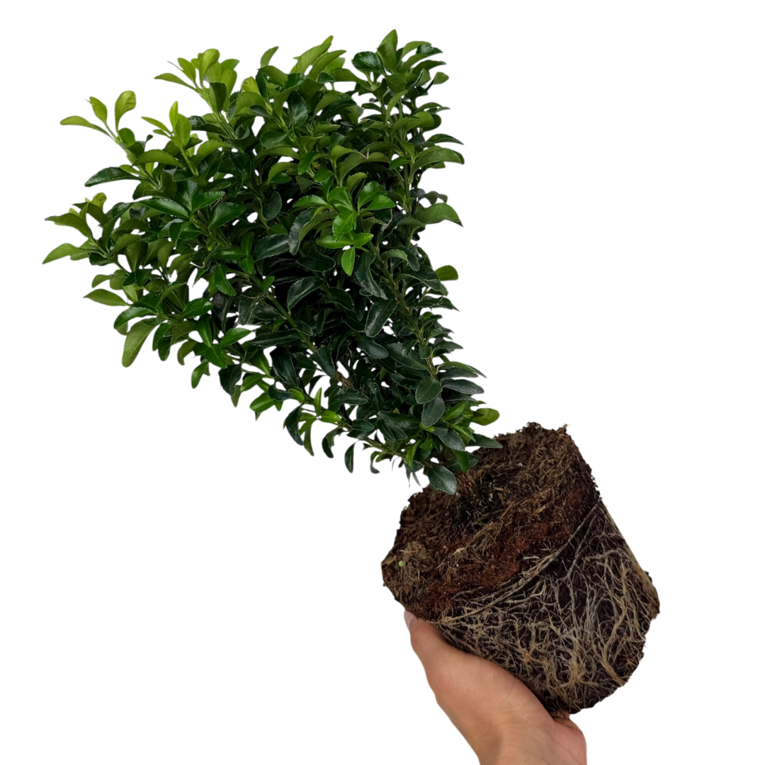 Euonymus Green Spire
