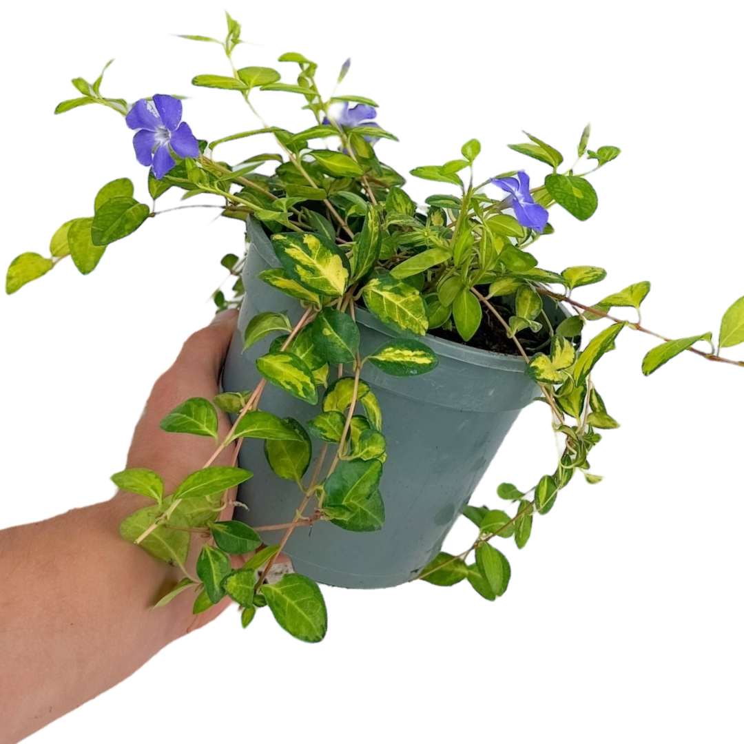 Vinca Minor Illumination