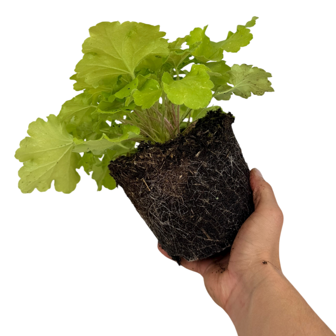 Heuchera Lime Marmalade