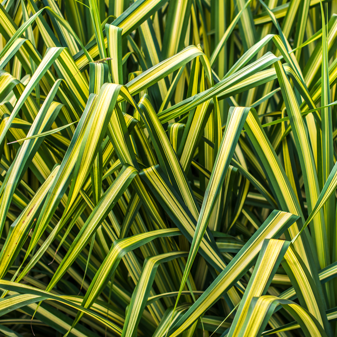 Carex Everglow