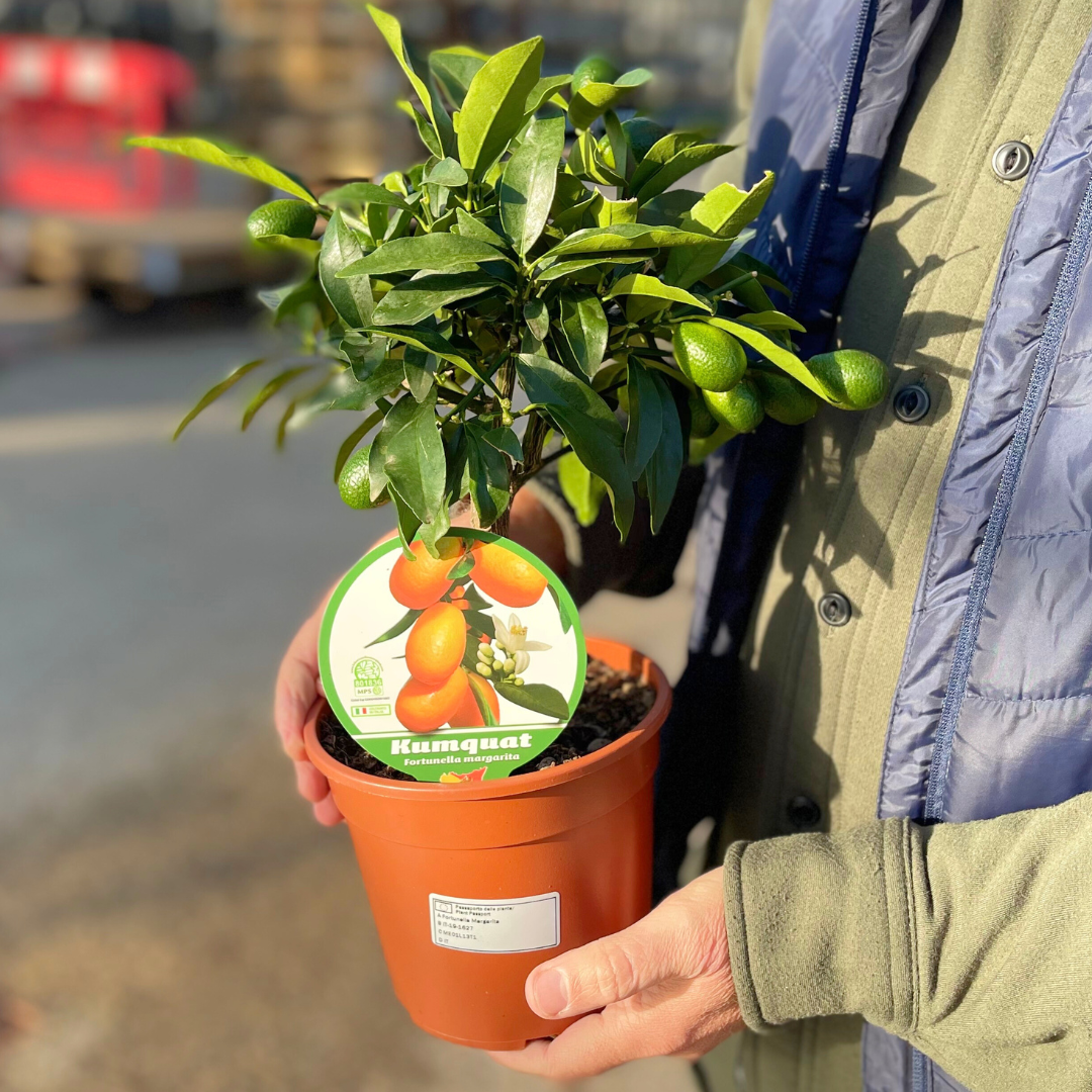 Mini Kumquat