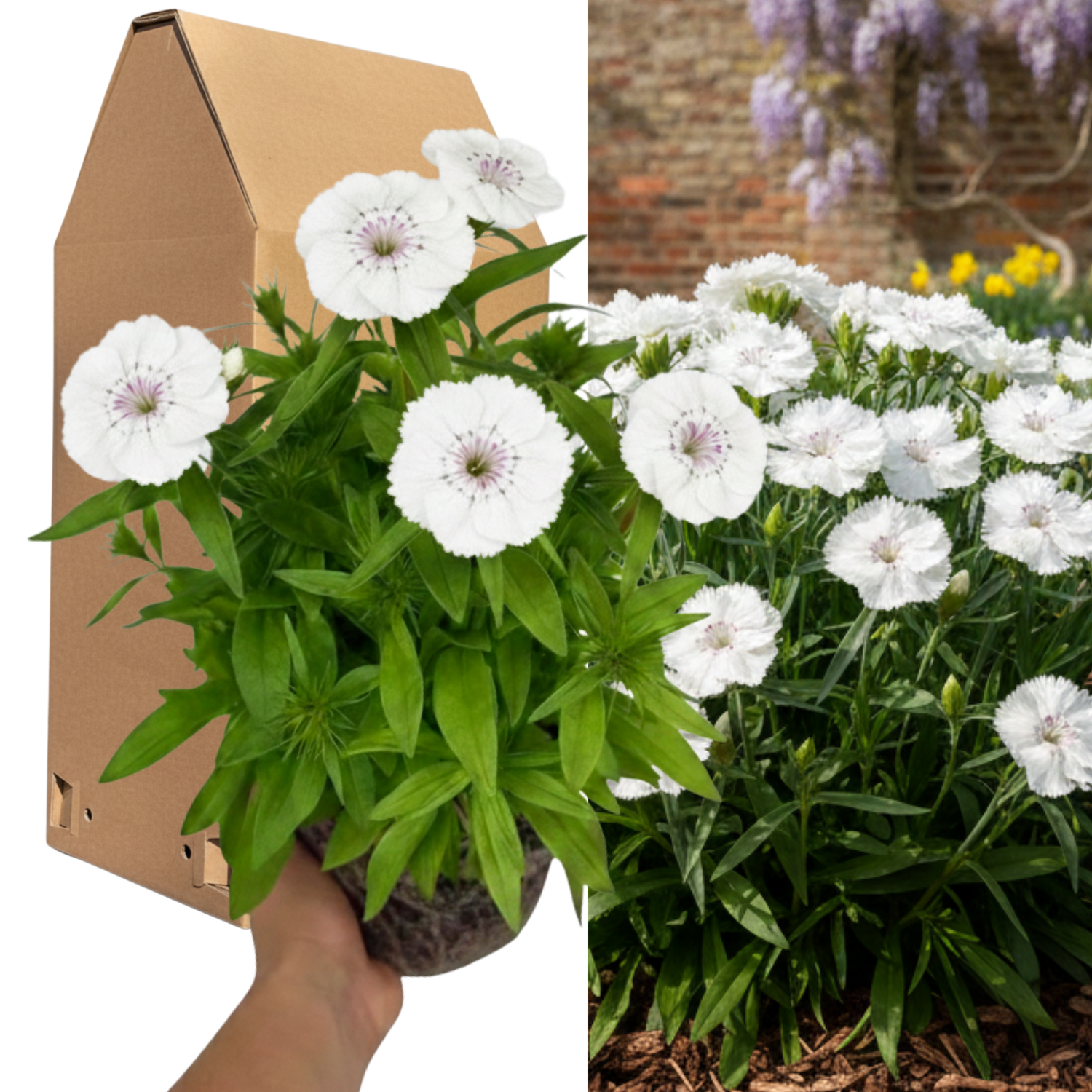 1 Large Plant - Dianthus Dart White, Ready to Plant in Your Garden, 2L Pot