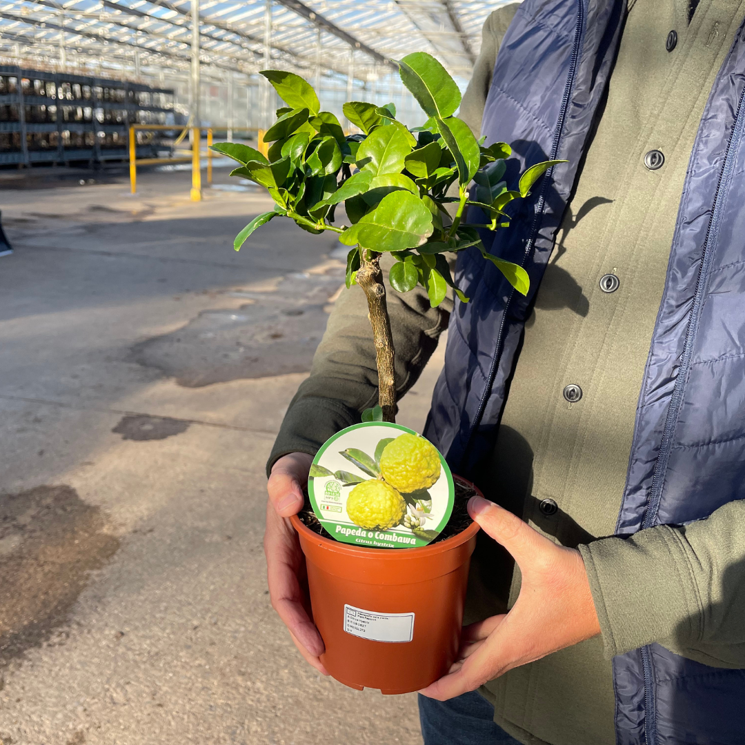 Mini Keffir Lime