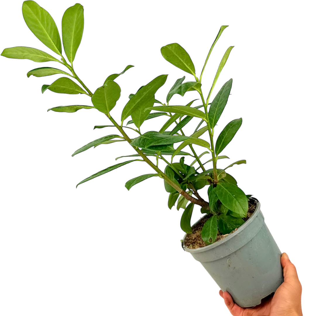 Prunus Novita