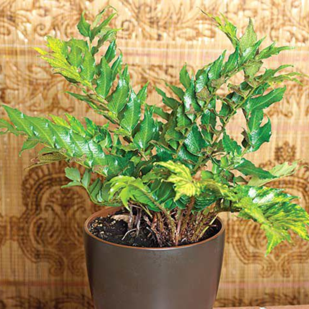 Holly Fern