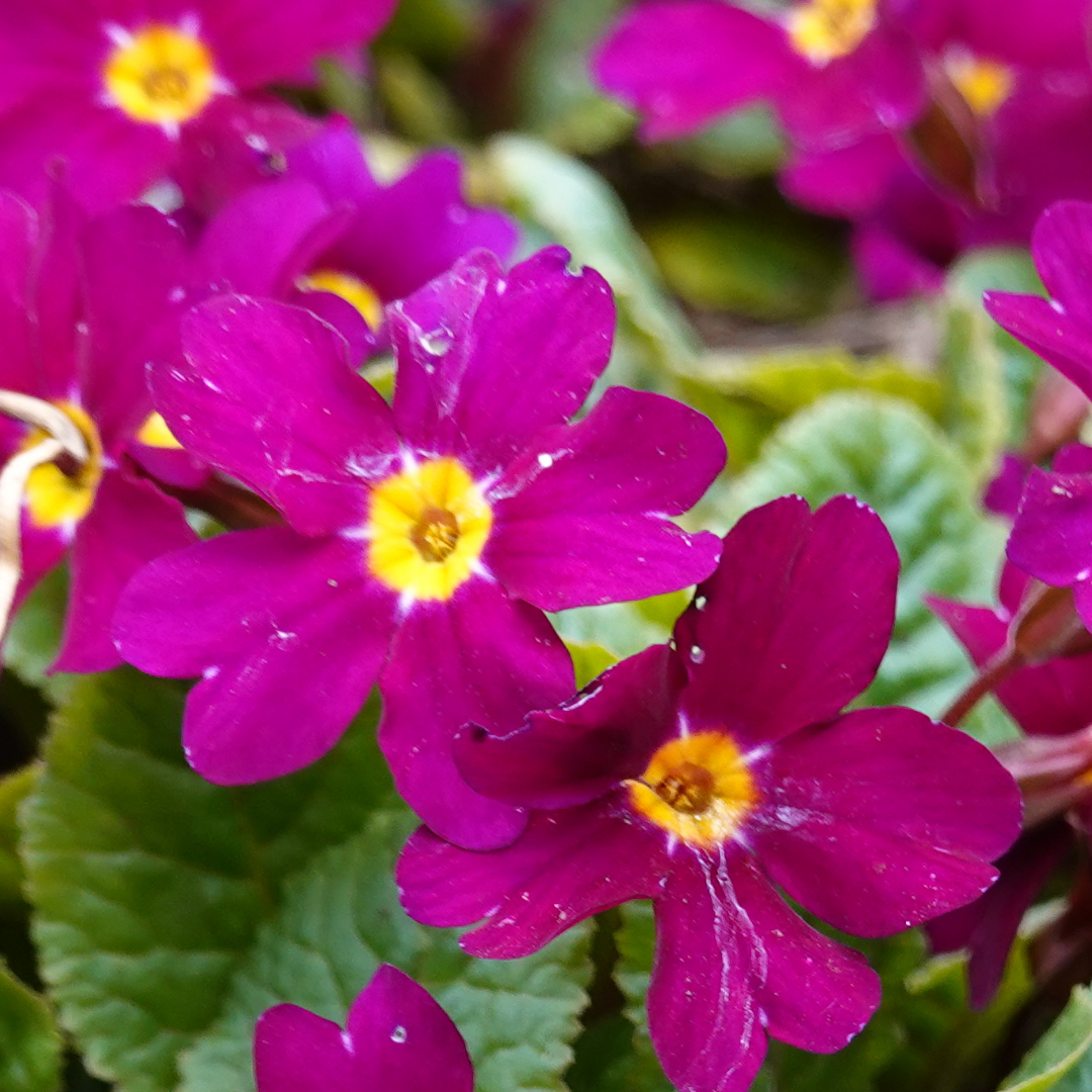 Primrose Purple