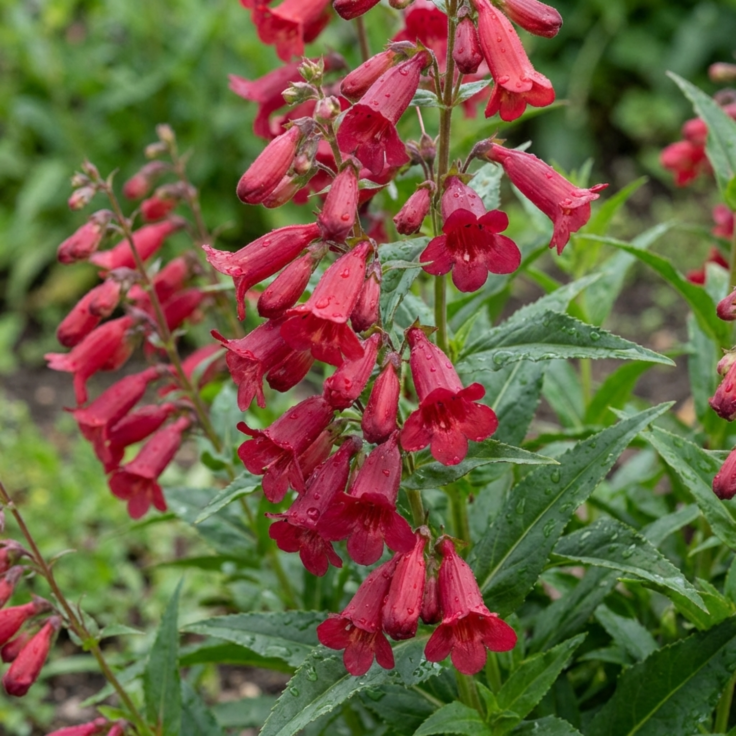 Set of 3 or 6 Penstemon Red Hardy Perennial Plants, Bee Friendly Summer Flowering, Outdoor Garden Ready, 1 Litre Root-Ball
