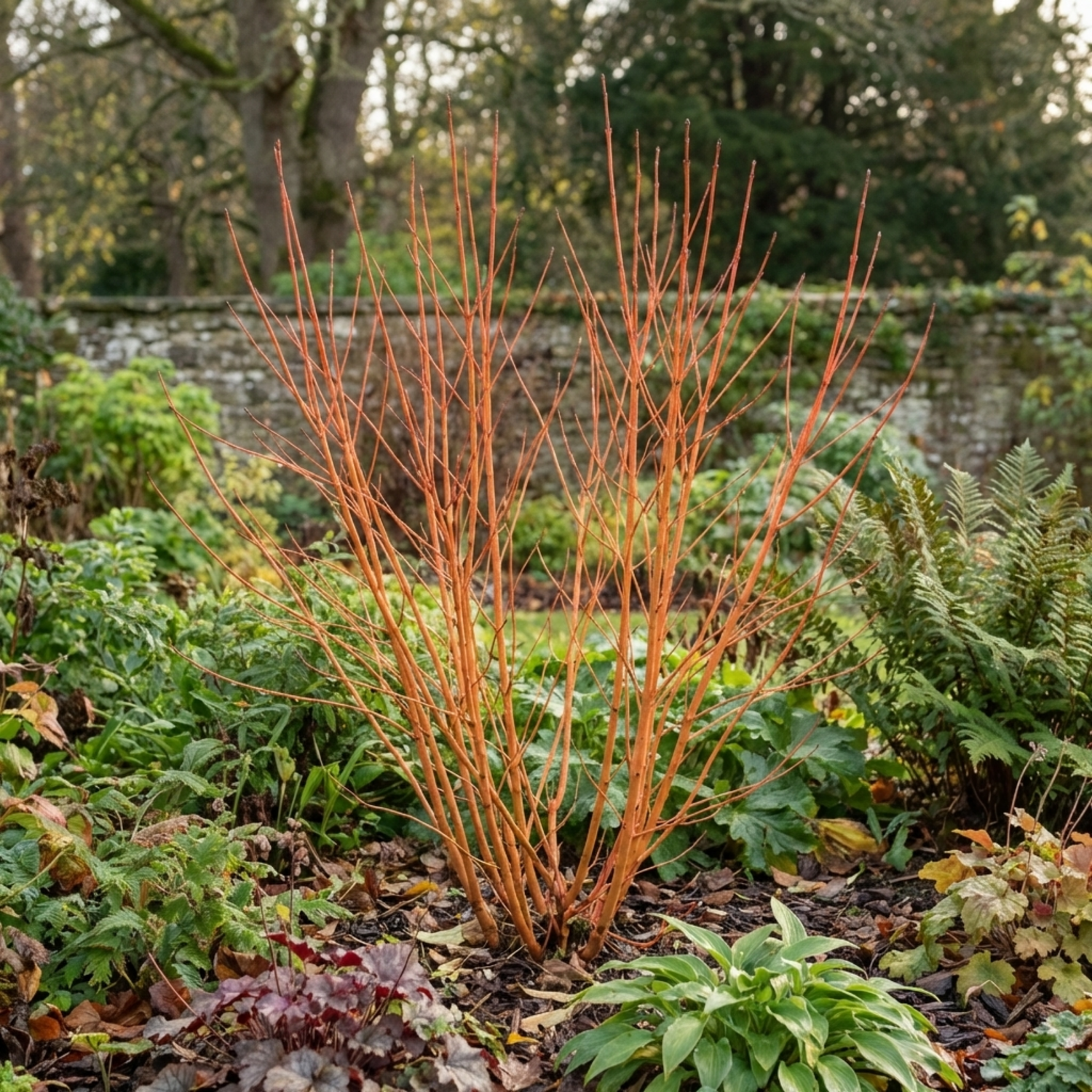 1 Cornus Anny's Winter Orange Plant, Hardy Dogwood Shrub for Winter Interest, 3 Litre Root Ball