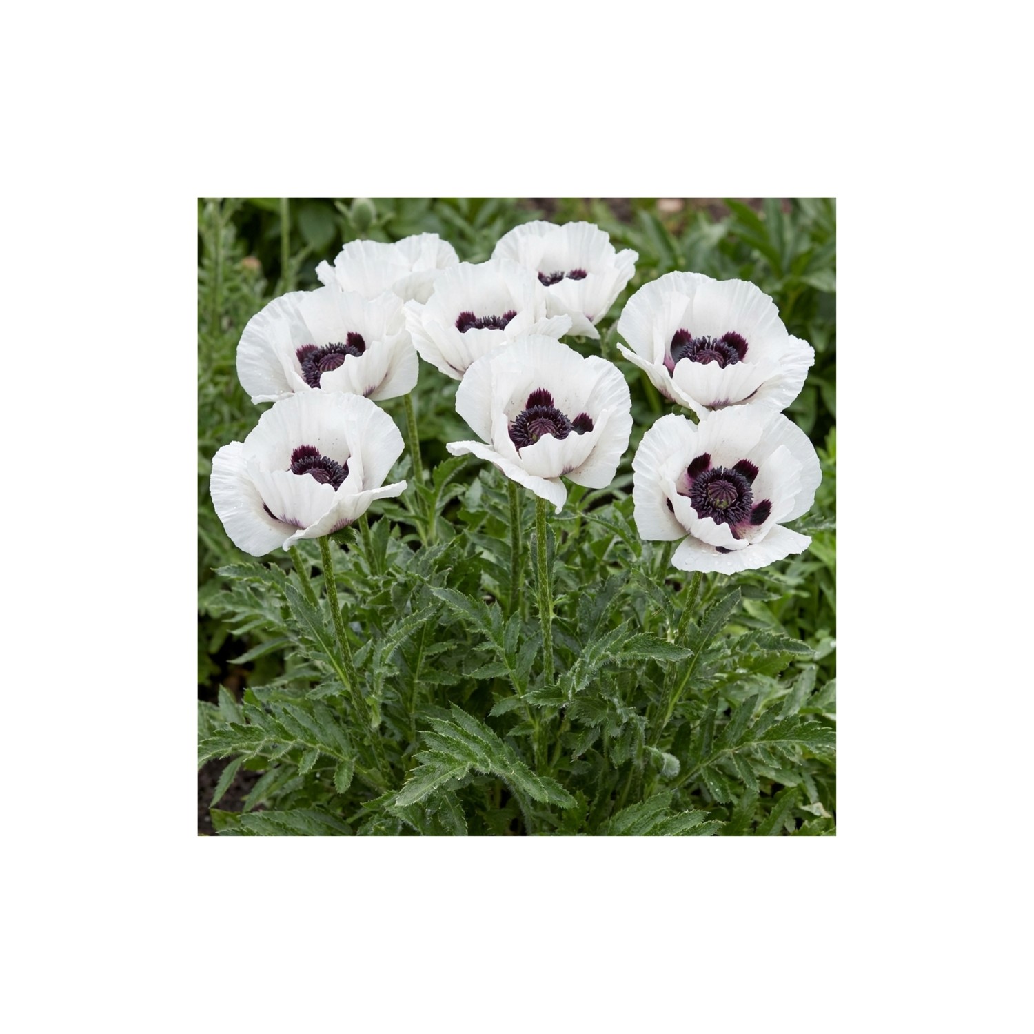6 Papaver Orientale Royal Wedding Plants, Hardy White Oriental Poppy Perennial, 1 Litre Root Ball