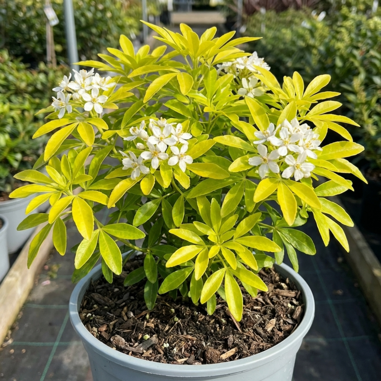 1 Choisya Aztec Gold Plant, Hardy Evergreen Mexican Orange Blossom Shrub, 3 Litre Root Ball