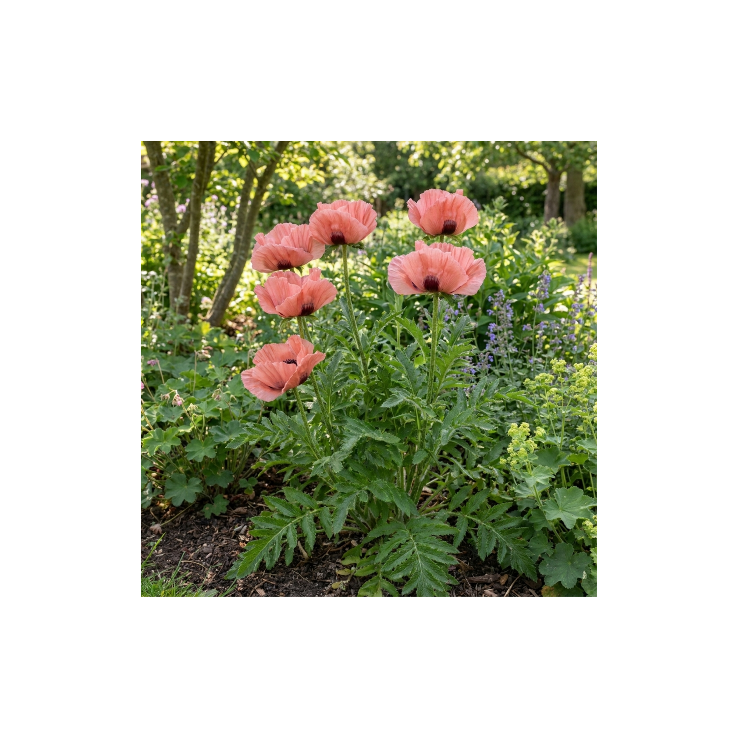 1 Papaver Orientale Waltzing Mathilde, Summer Flowering Hardy Perennial Poppy Plant, 3 Litre Root Ball