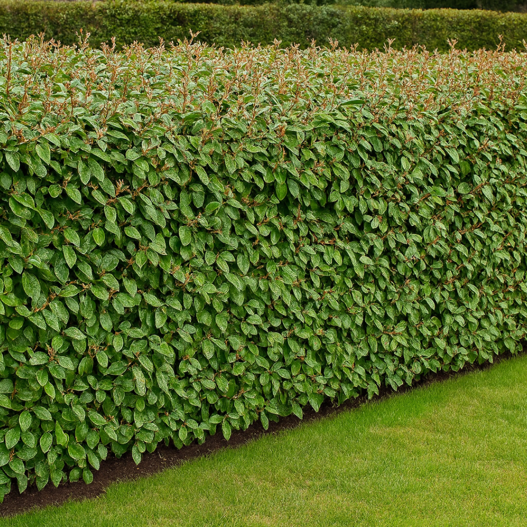 Elaeagnus Crispy