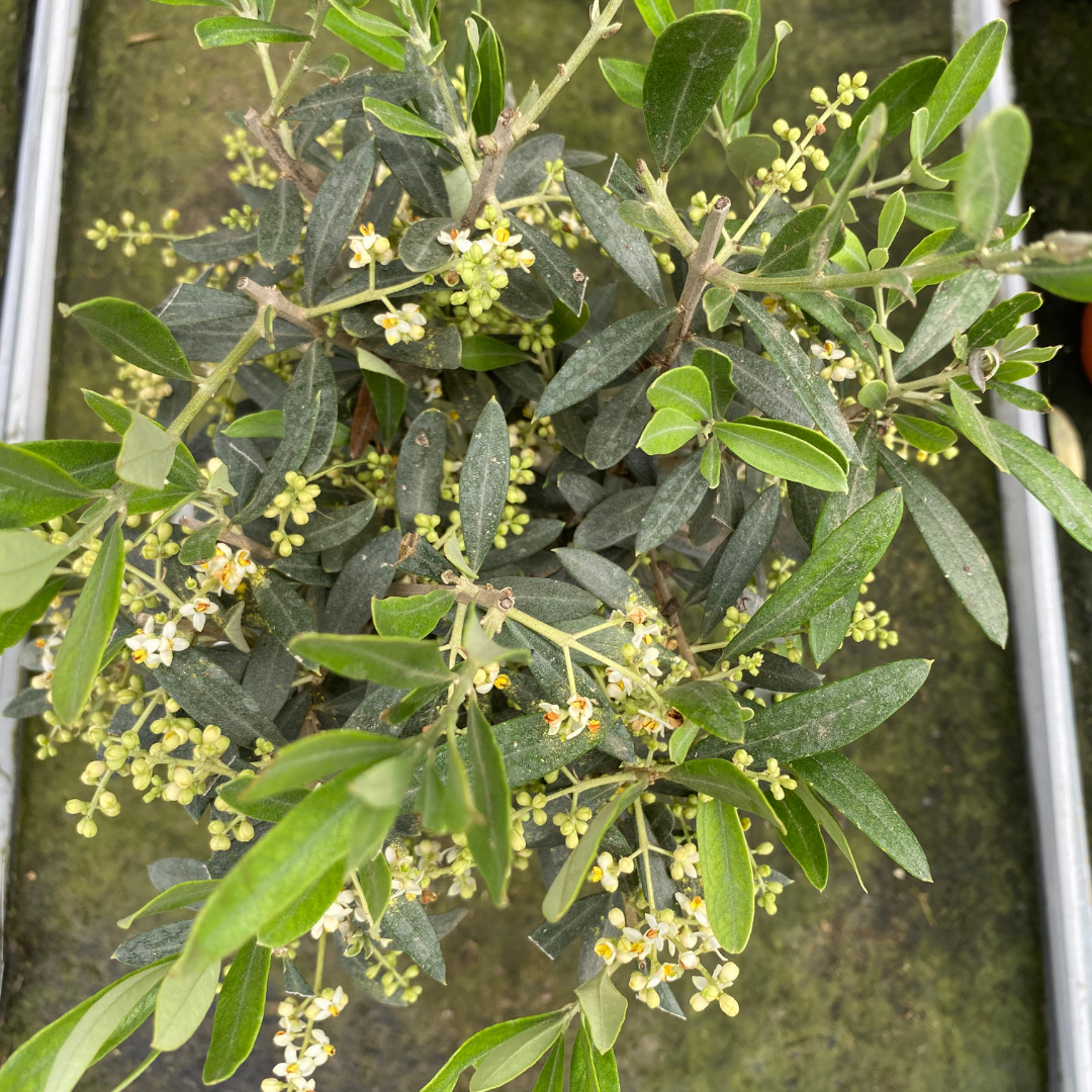 Mini Olive Tree