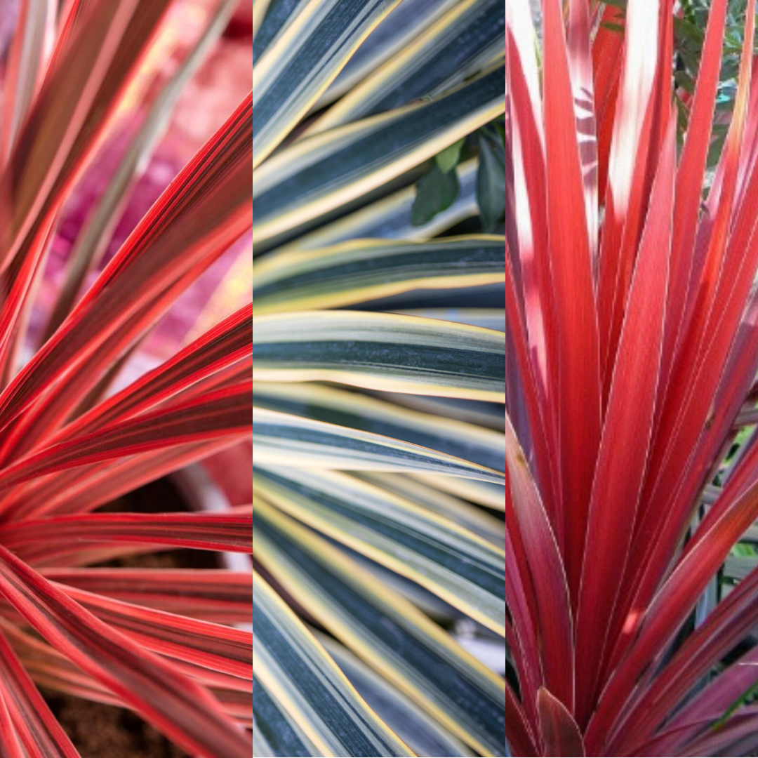 Cordyline Collection - Red Star, Charlie Boy, Torbay Dazzler