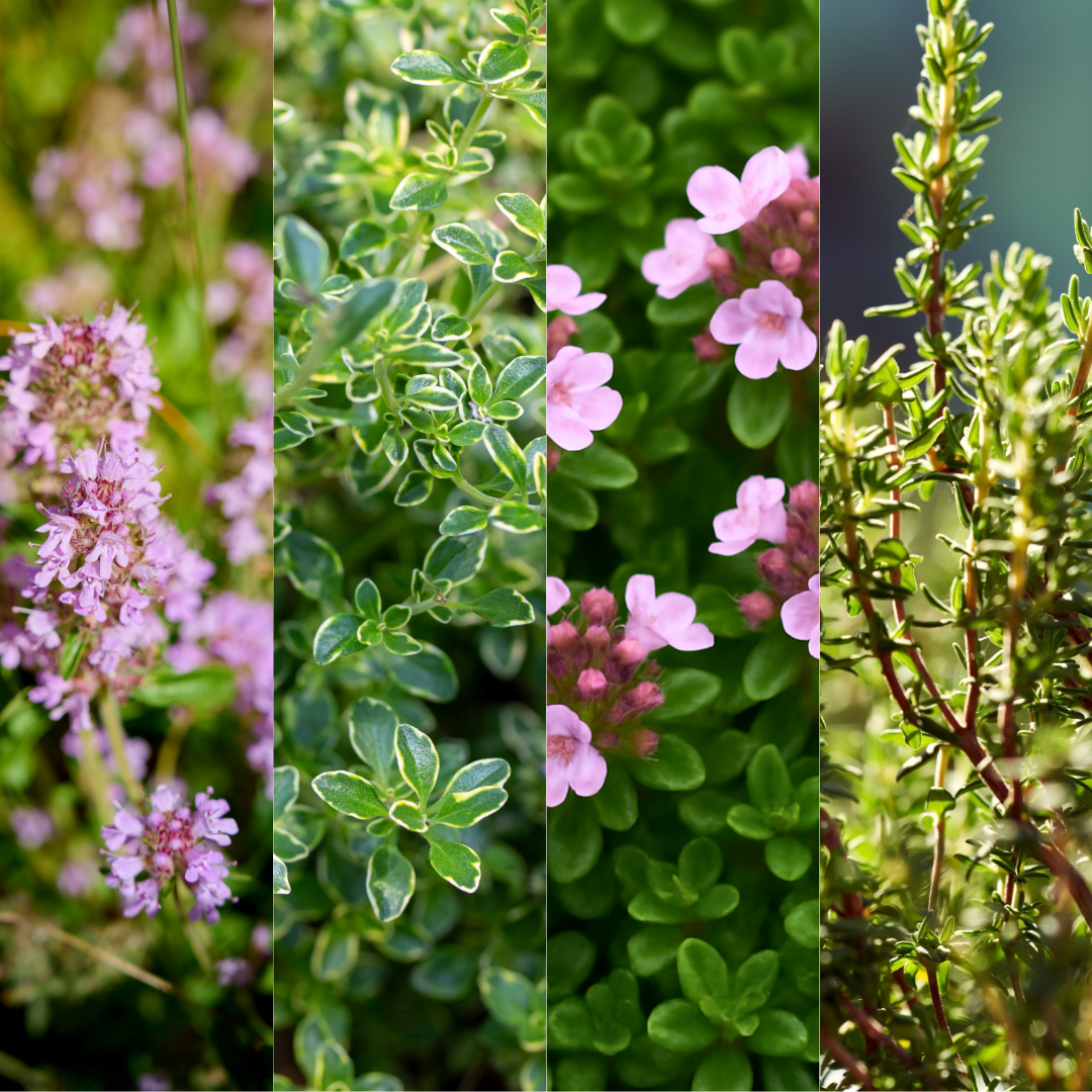 Thyme Growers Choice Mix