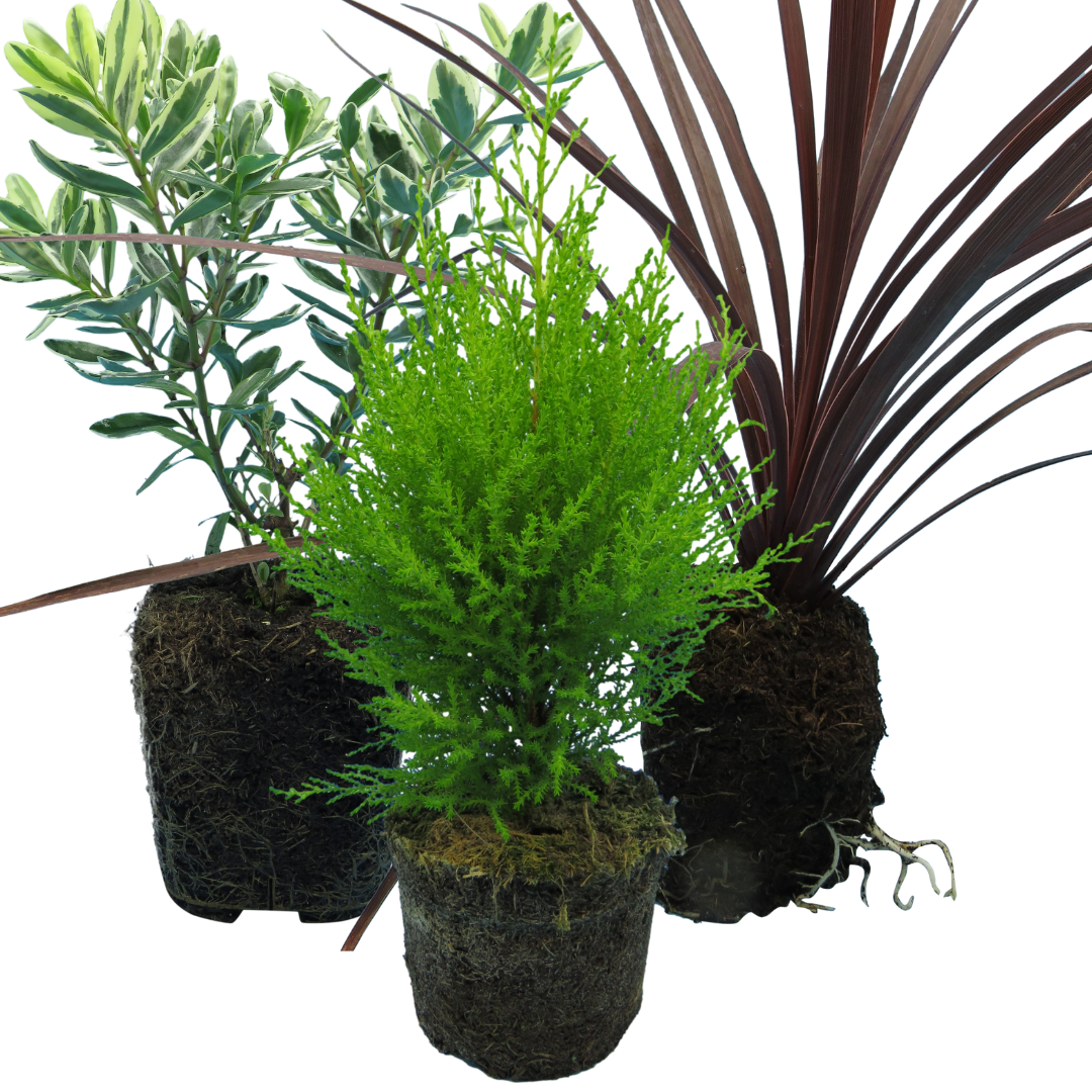 Set of 3 or 6 Container Middles Plants - Cupressus Wilma, Cordyline Red Star & Hebe Varigata