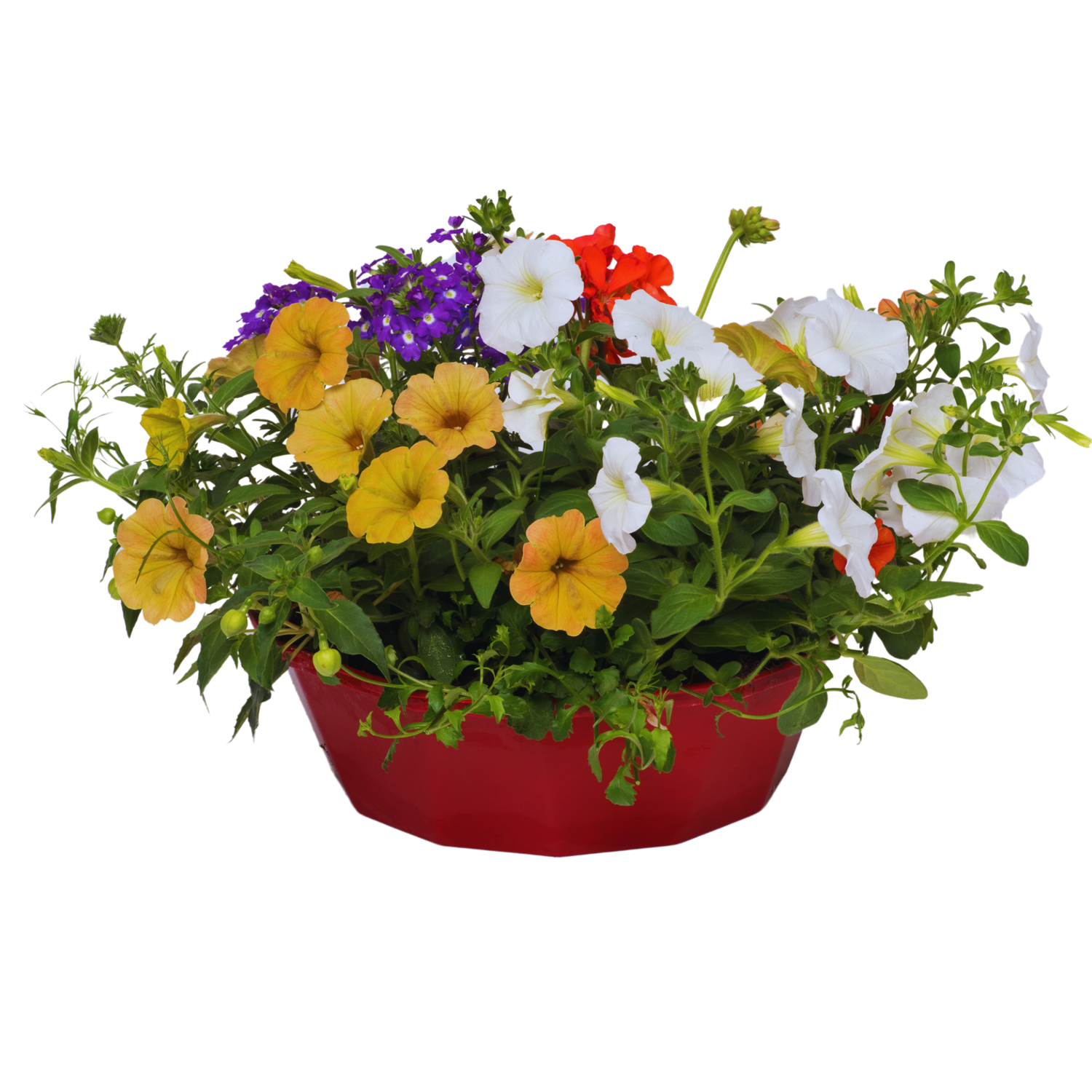 7 Colour Coordinated Plants - Tangerine Twist Theme Speedplanter, Garden Ready