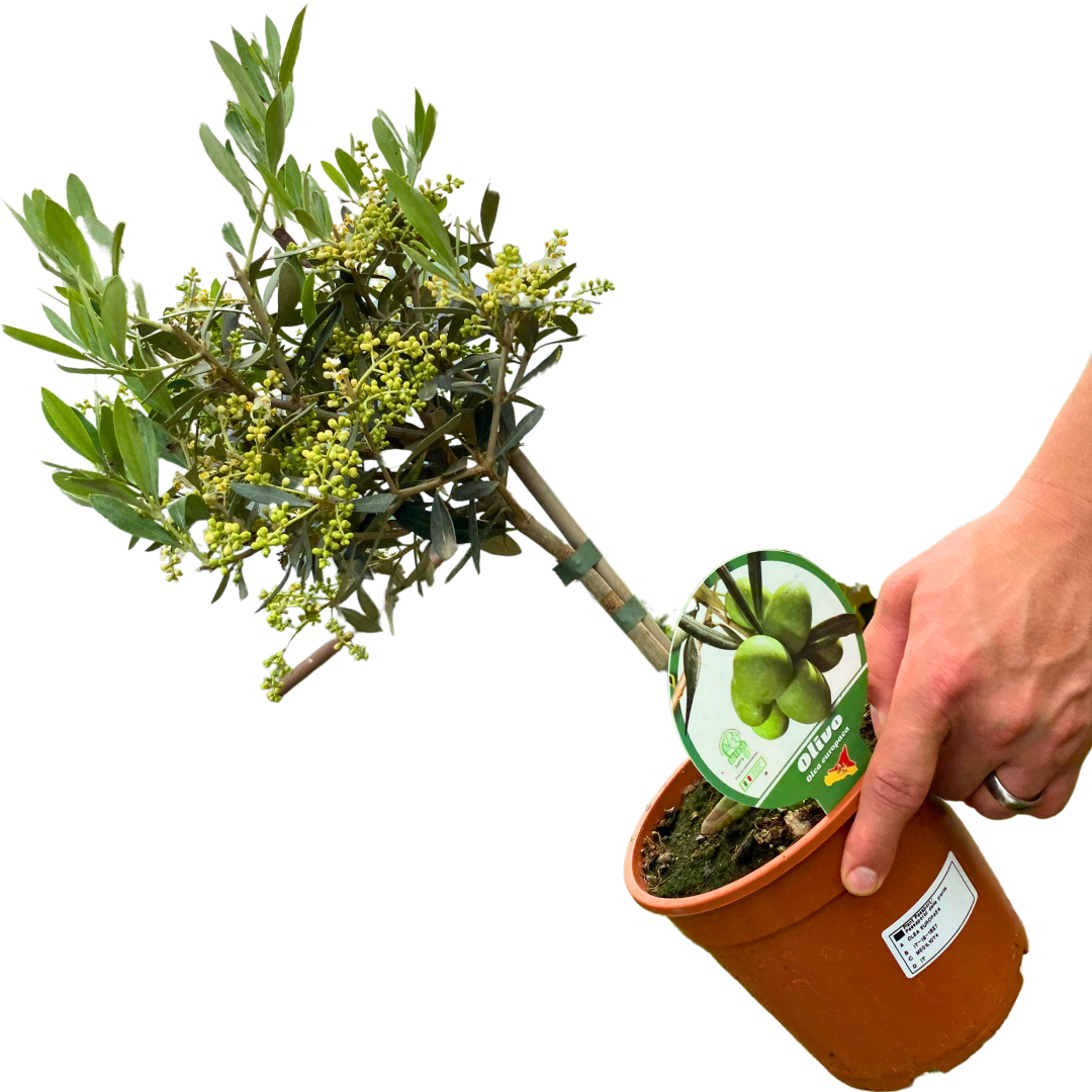 Mini Olive Tree