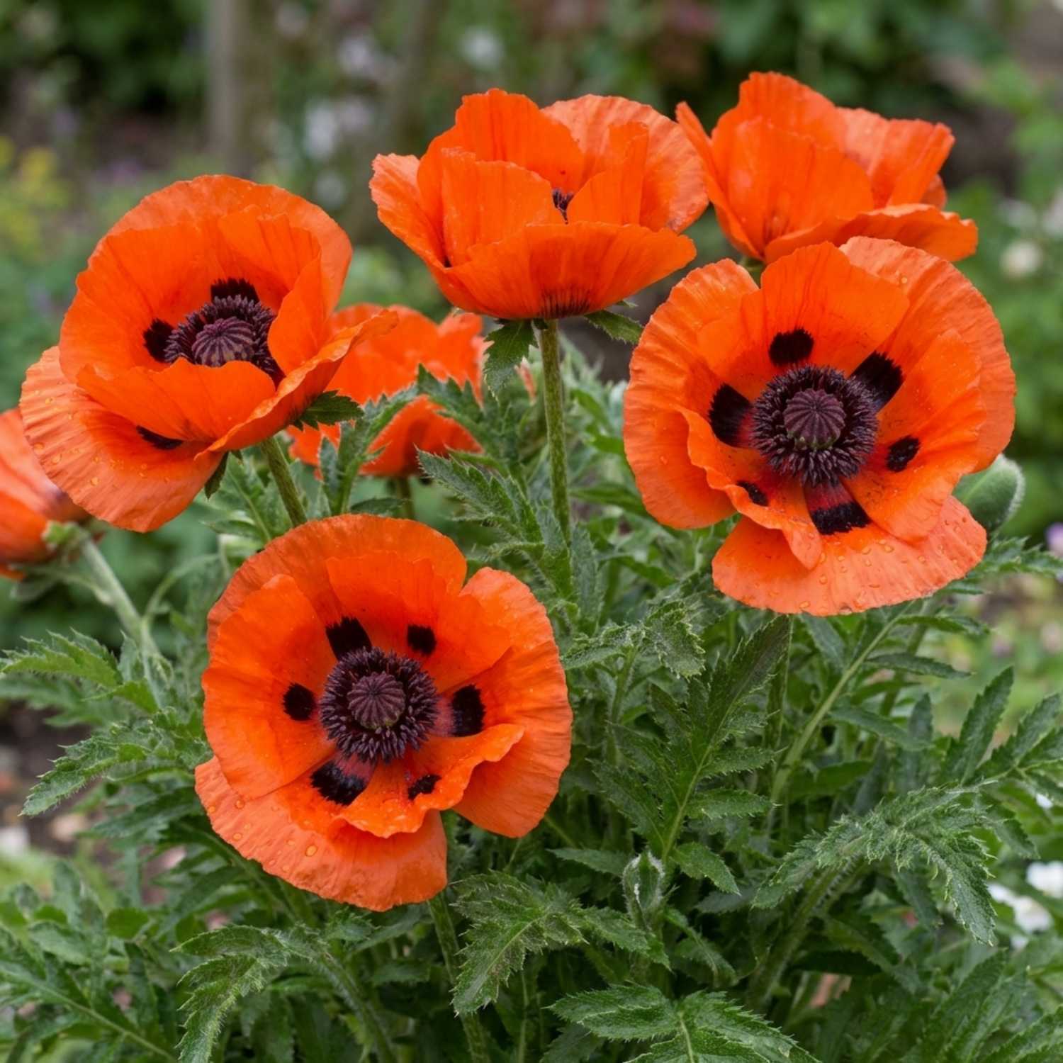 Set of 3 or 6 Papaver orientale ‘Brilliant’ Hardy Perennial Red Poppy Plants, Outdoor Garden Ready, 1 Litre Root-Ball