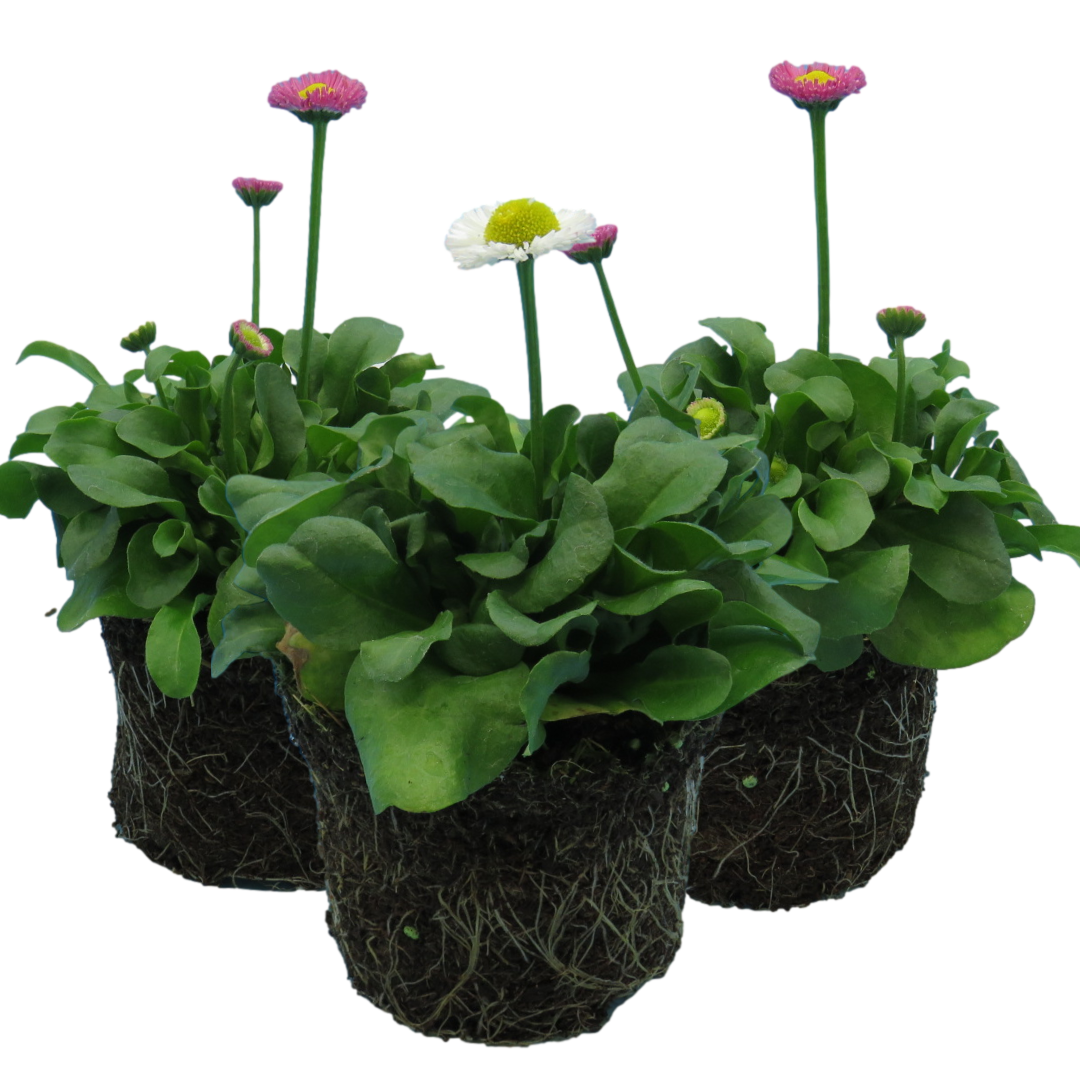 Bellis Assorted