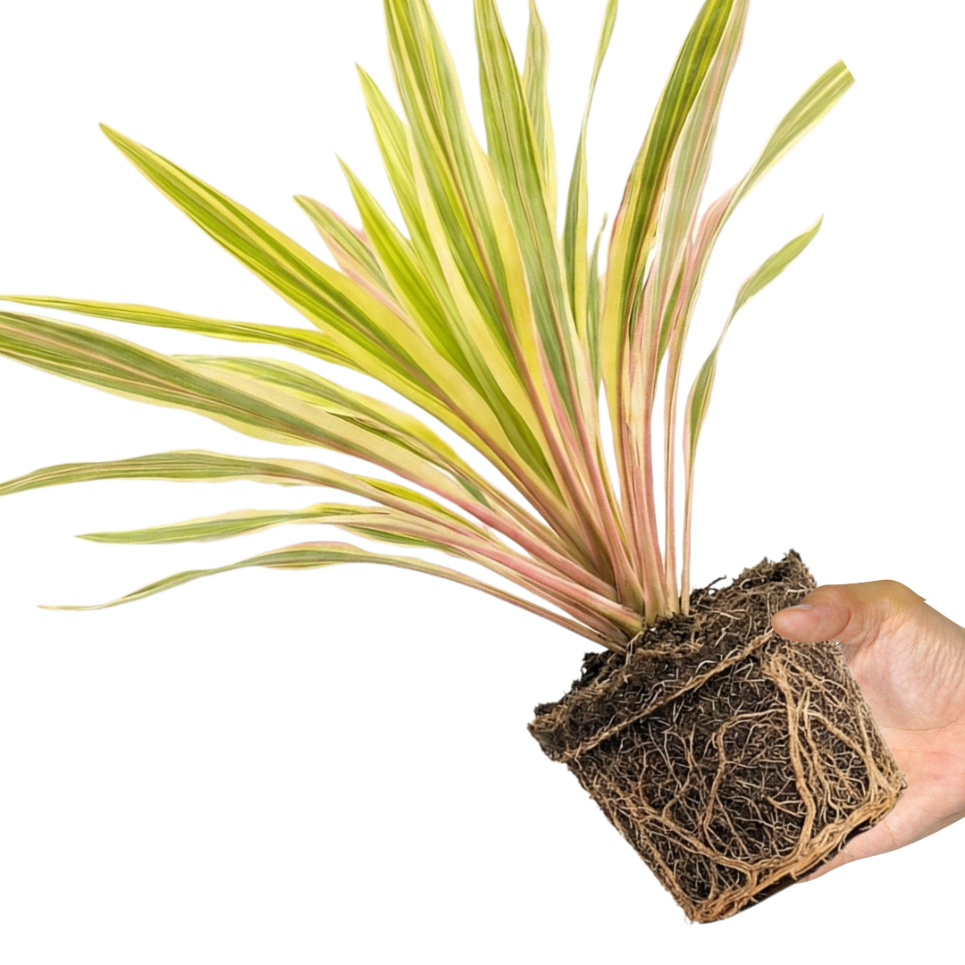 1 Large Plant - Cordyline Lime Passion, Ready to Plant in Your Garden, Peat Free
