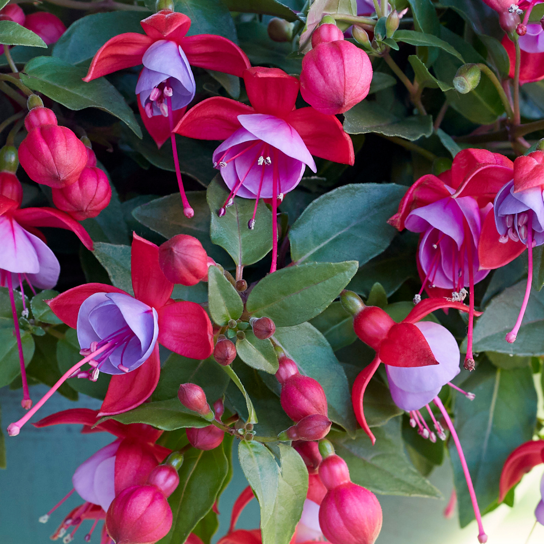 Set of 3 or 6 Large, Outdoor Garden Ready Plants - Fuchsia Bella Lydia (Rose & Violet)