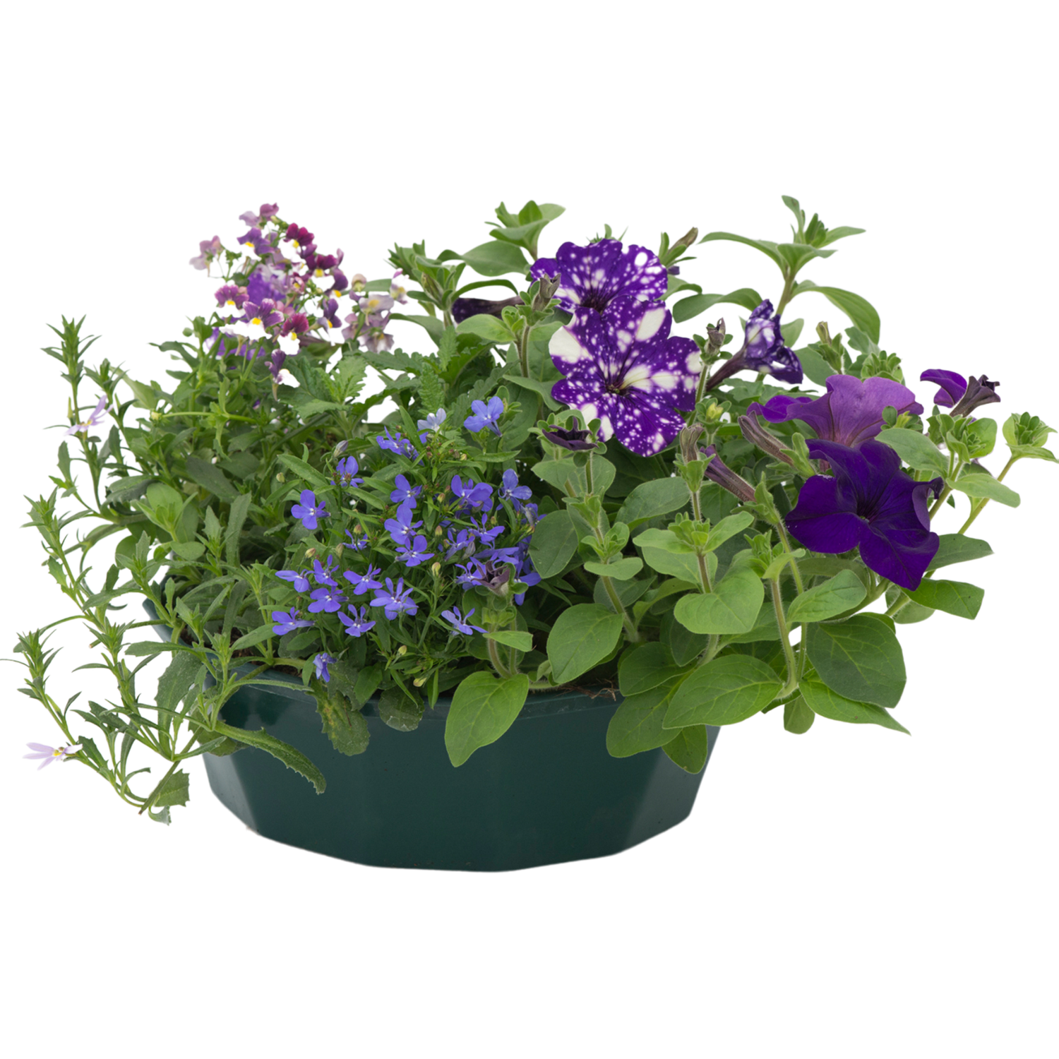 7 Colour Coordinated Plants - Sea Blues Theme Speedplanter, Garden Ready