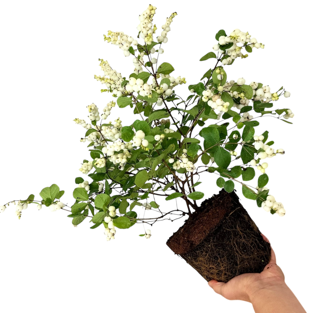 Symphoricarpos Magical Galaxy