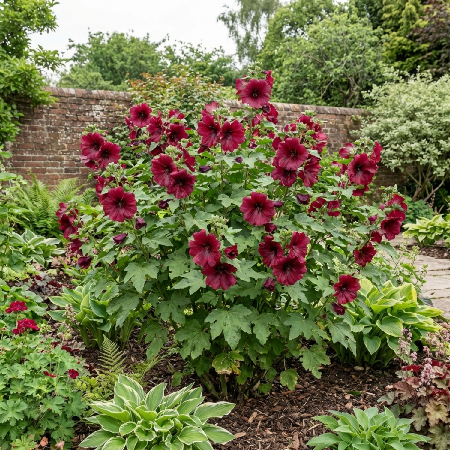 1 Lavatera Burgundy Wine Tree Mallow, Hardy Perennial Flowering Shrub for Cottage Garden, 2L Root-Ball