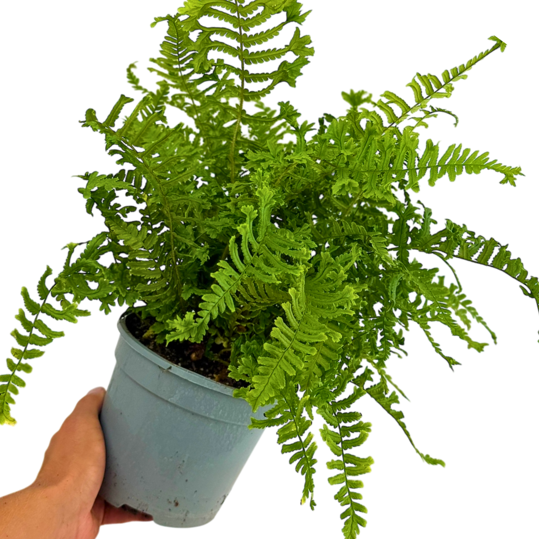 Scaly Male Fern Dryoteris The King