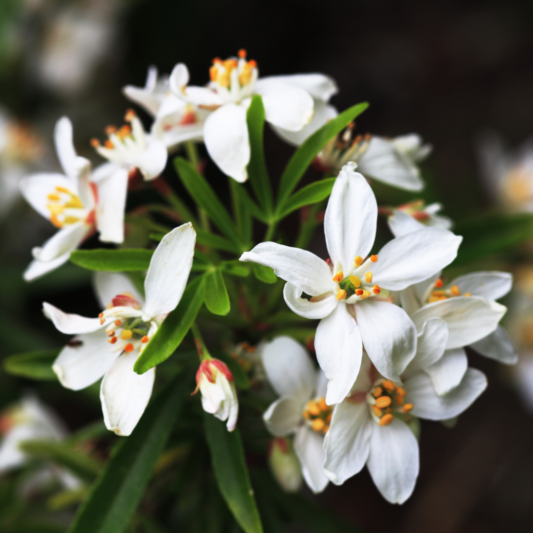 Set of 3 or 6 Large Plants - Choisya Sundance, Ready to Plant in Your Garden, Peat-Free