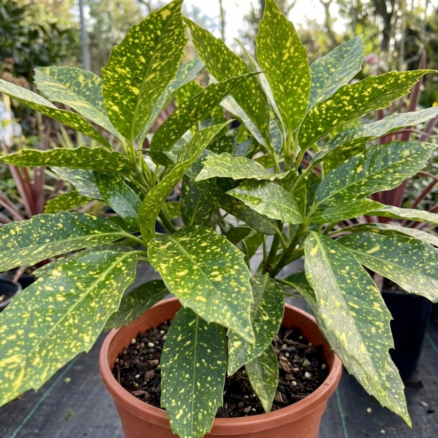 1 Aucuba Japonica Crotonifolia Spotted Laurel, Hardy Evergreen Garden Shrub, 2 Litre Root-Ball