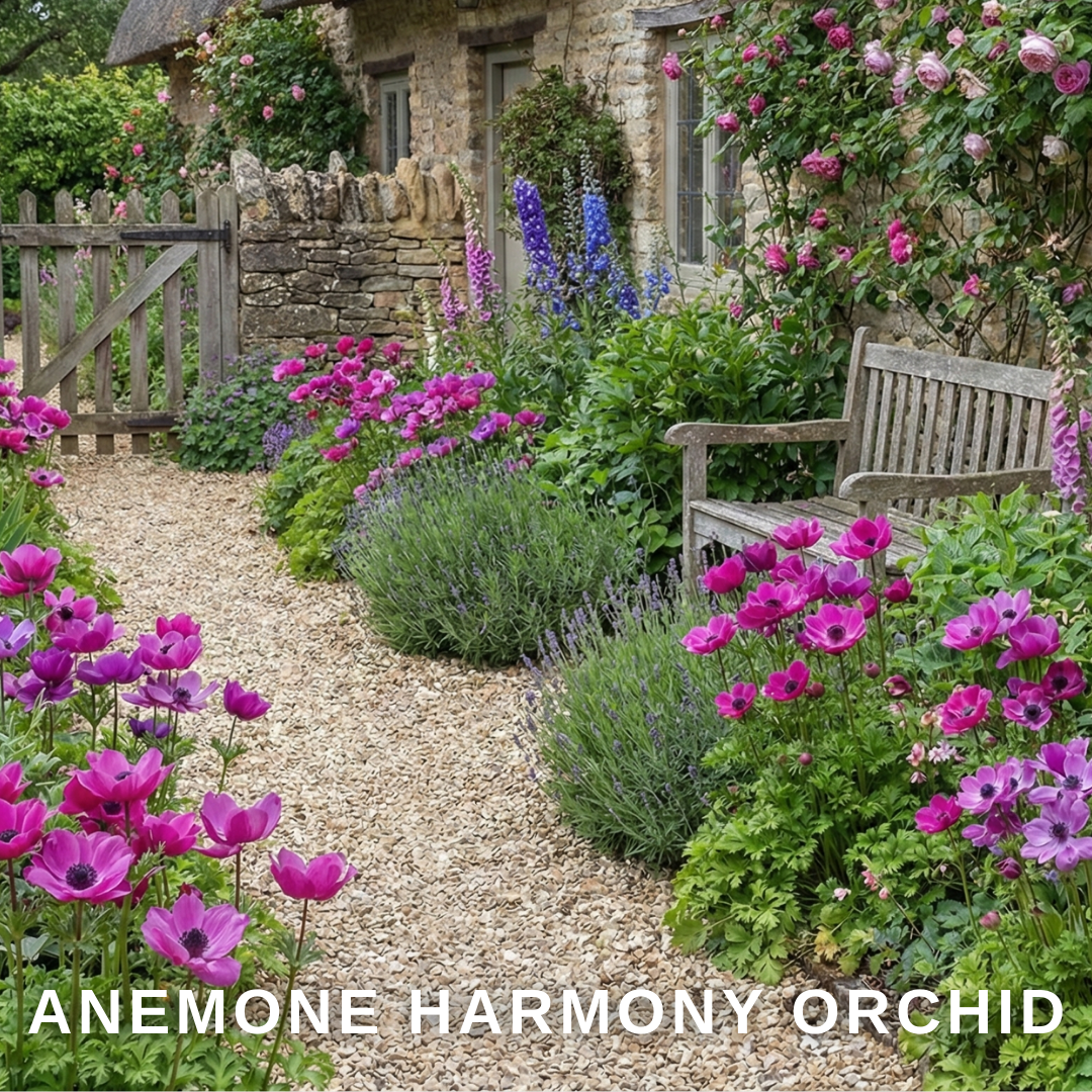Set of 3 or 6 Garden Ready Plants – Anemone ‘Harmony Orchid’, Ready to Plant in Your Garden