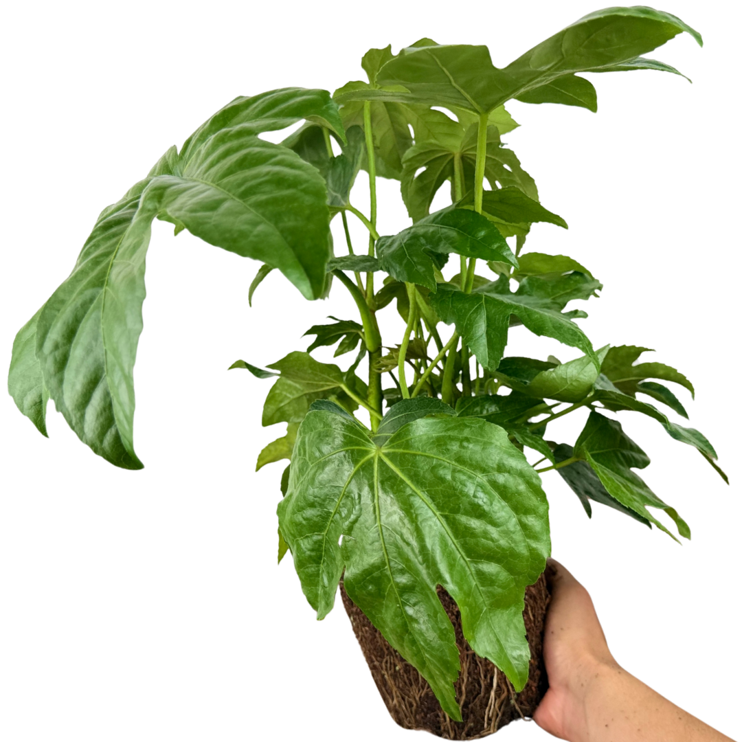 Fatsia Japonica