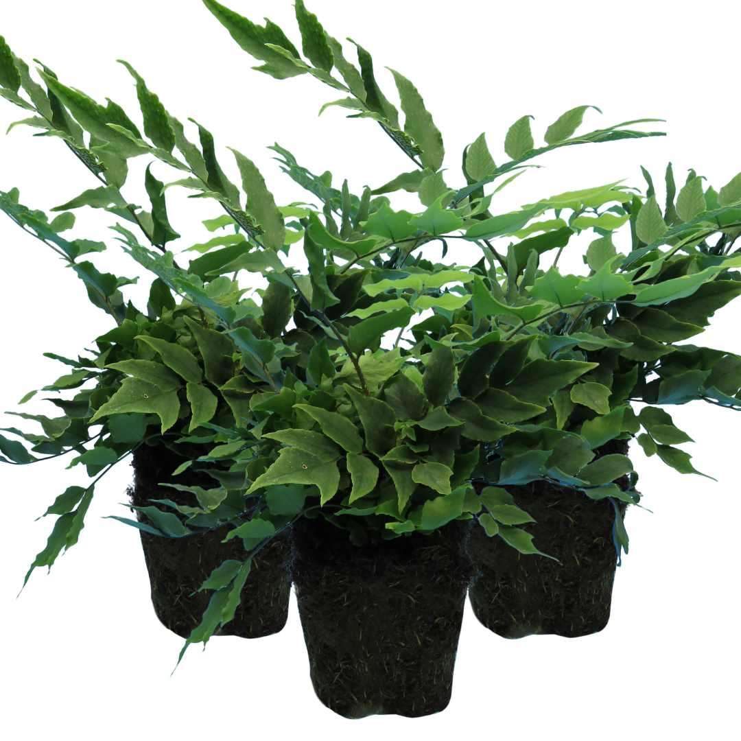Holly Fern