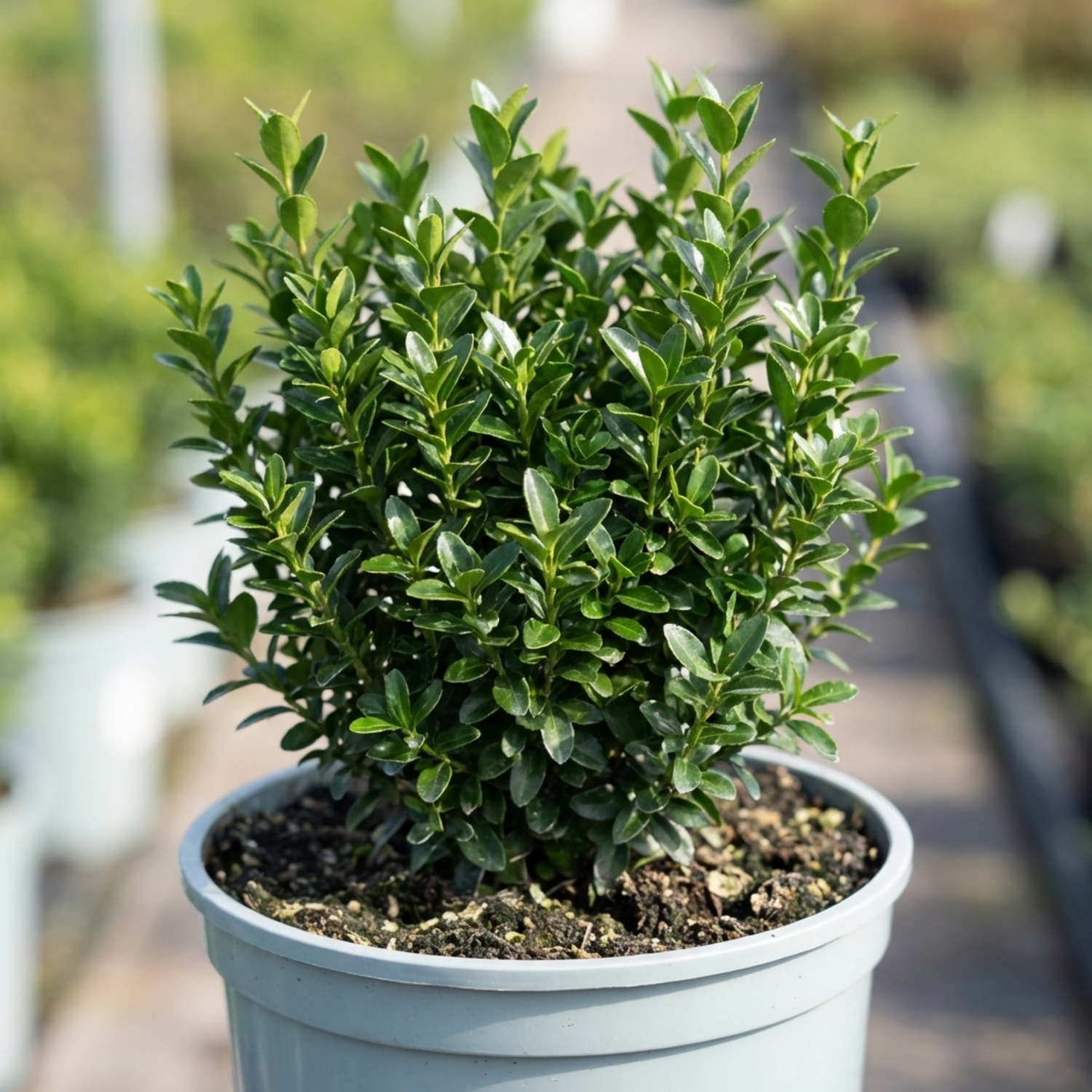 1 Euonymus Microphyllus Hardy Evergreen Hedge Plant, Buxus Alternative Garden Shrub, 26cm Root Ball
