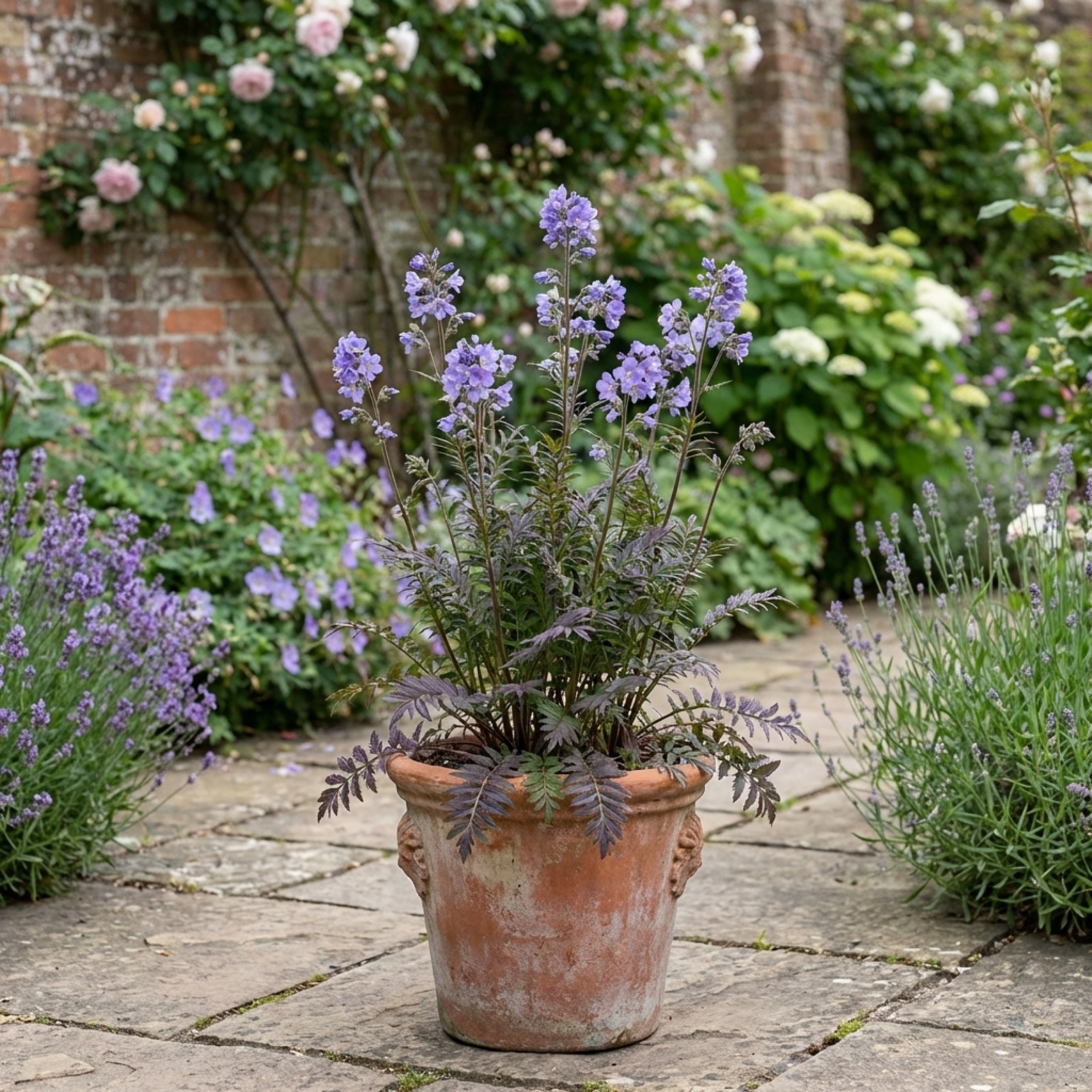 1 Polemonium Heaven Scent Flowering Plant, Hardy Perennial for Cottage Garden, Bee Friendly, 3 Litre Root Ball