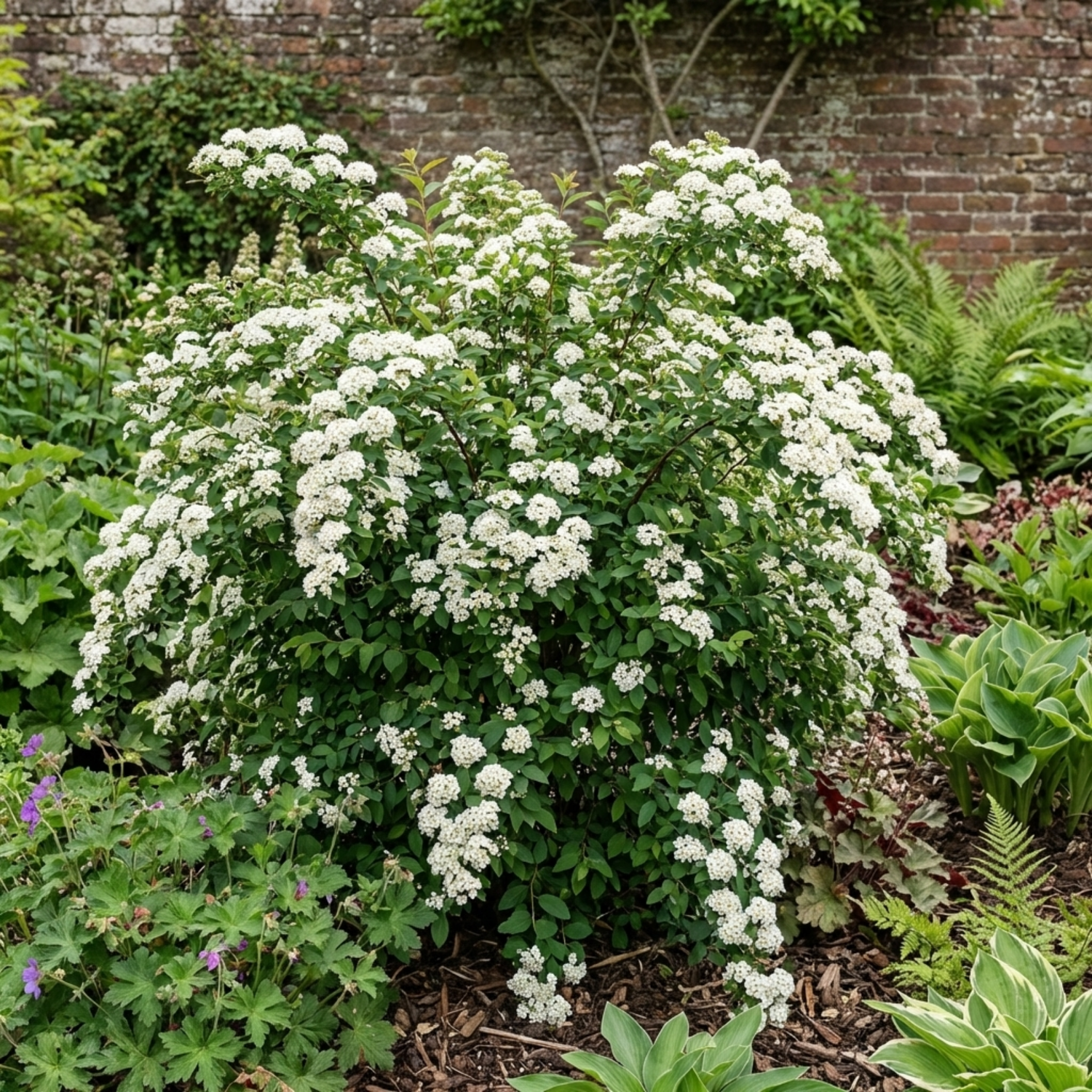 1 Spiraea Snowmound Plant, Outdoor White Flowering Hardy Compact Shrub, Bee Friendly, 2 Litre Root-Ball