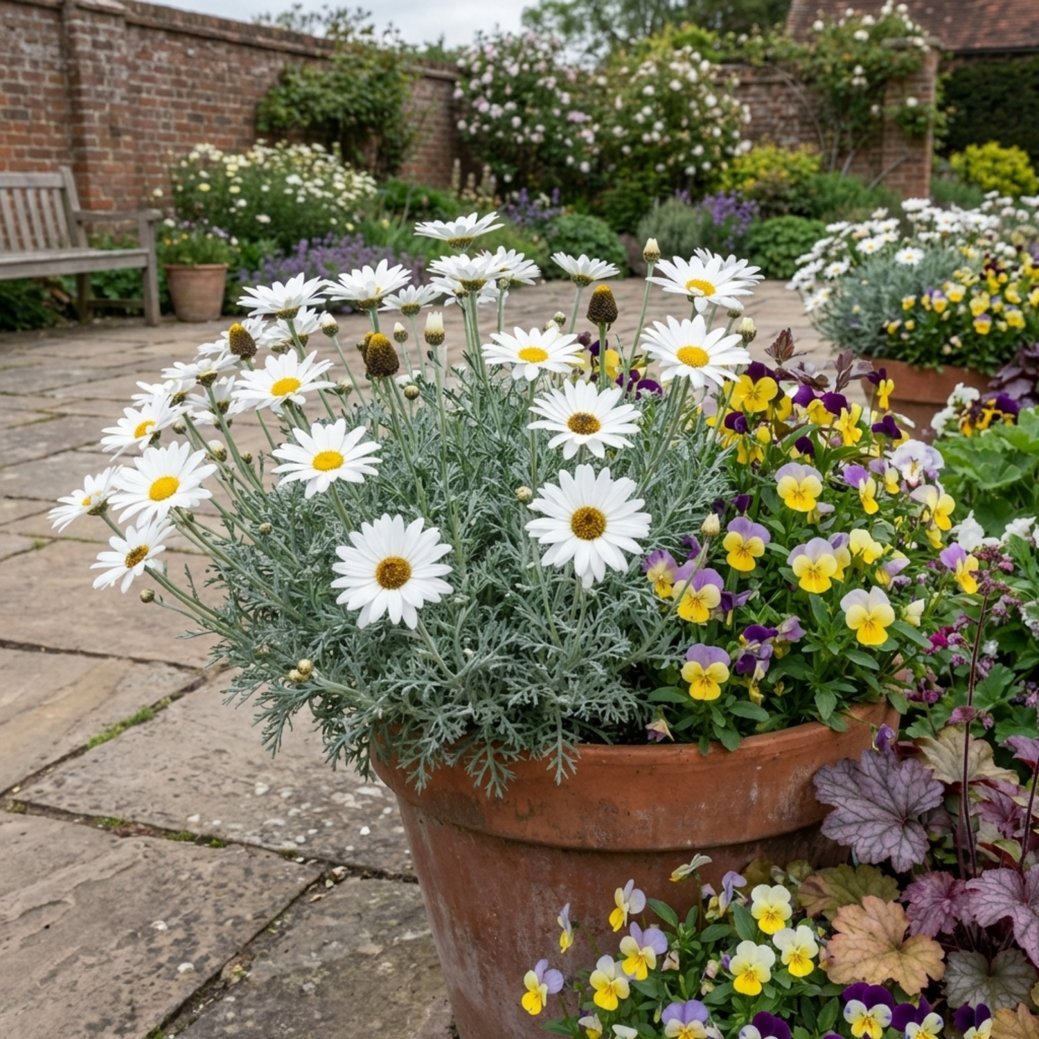 Set of 3 or 6 Rhodanthemum ‘Casablanca’ Hardy Perennial Moroccan Daisy Plants, White Flowering, Outdoor Garden Ready, 1 Litre Root-Ball