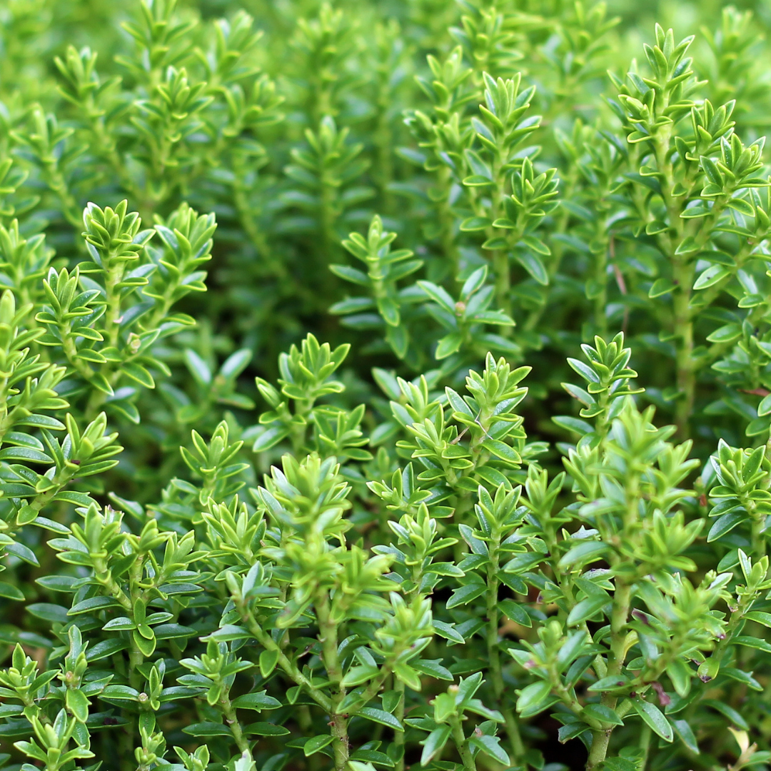 Hebe Little Leaves Green