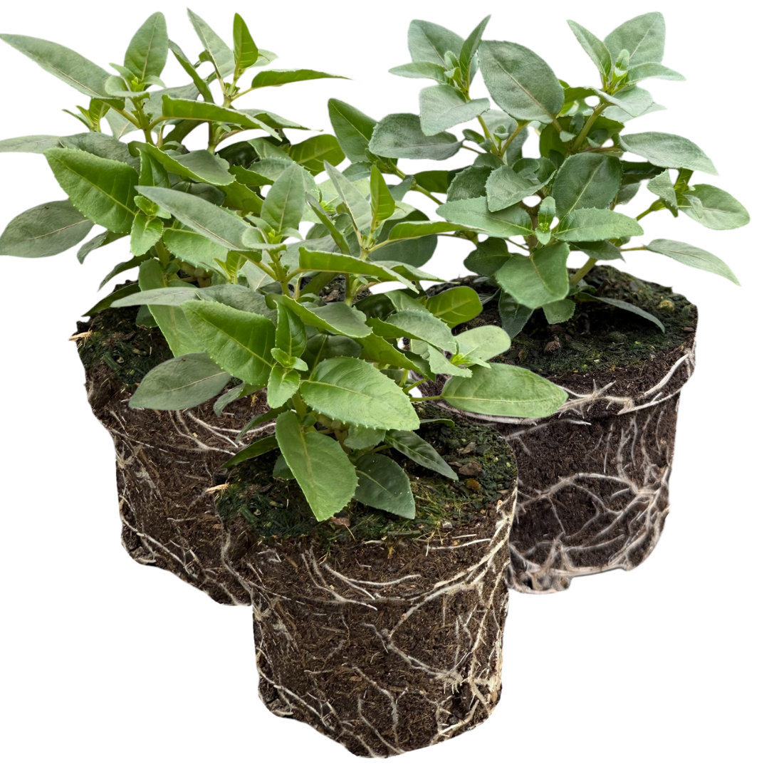 Set of 3 or 6 Large, Outdoor Garden Ready Plants - Fuchsia Bella Susanna (Rose & Violet)