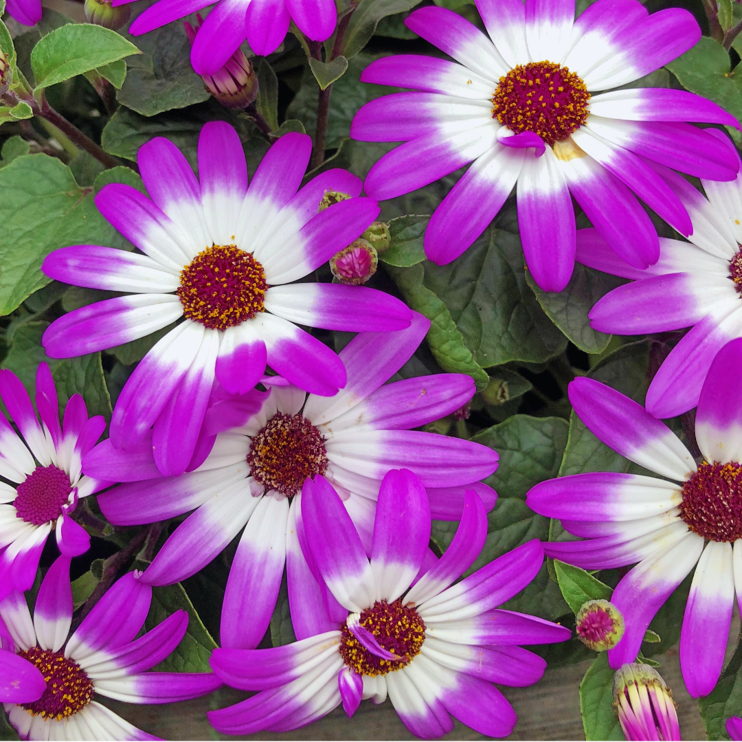 1 Large Bedding Plant - Senetti Pink Bicolour, Outdoor Garden Ready, 2L Pot