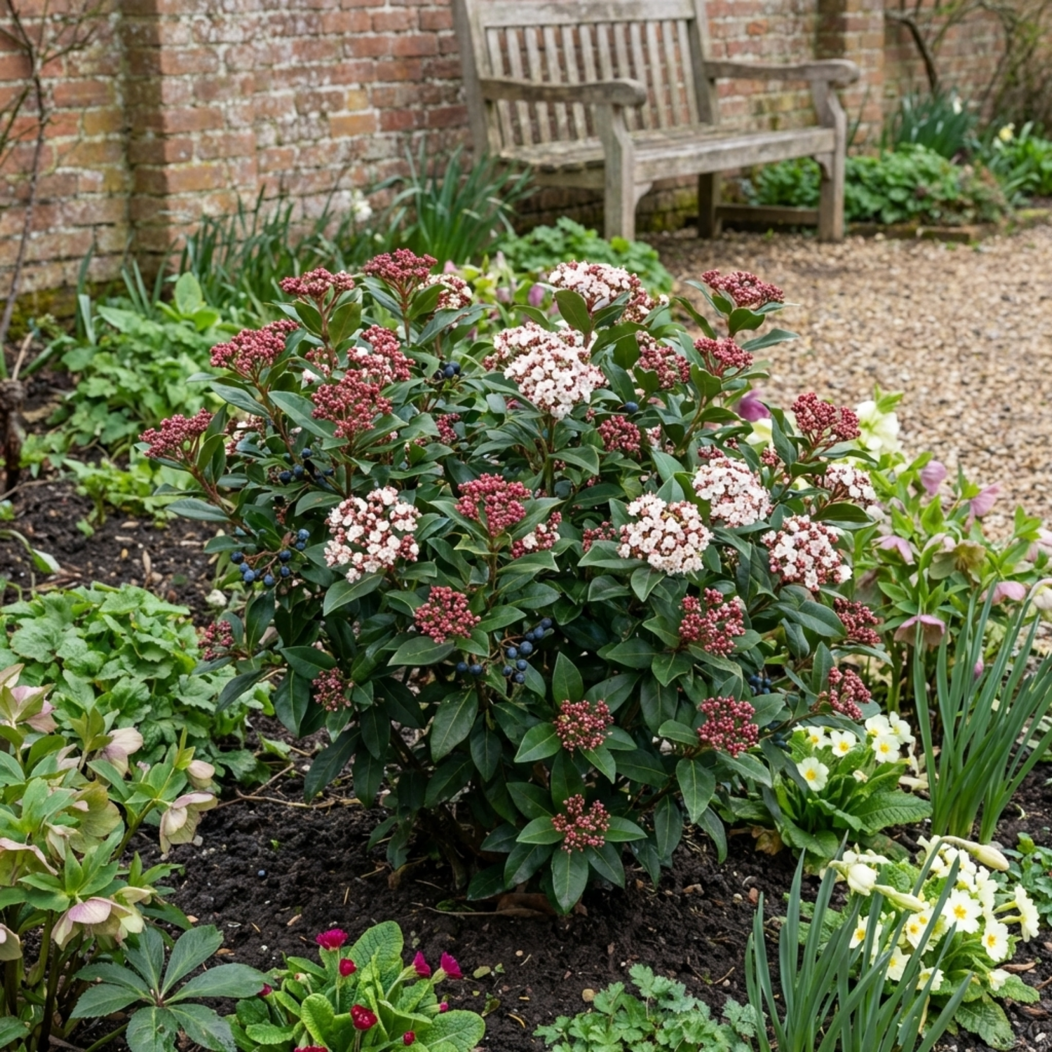 Set of 3 or 6 Viburnum Tinus Gwenllian Hardy Evergreen Flowering Shrub Plants, Winter Flowering Hedge, Outdoor Garden Ready, 11cm Root-Ball