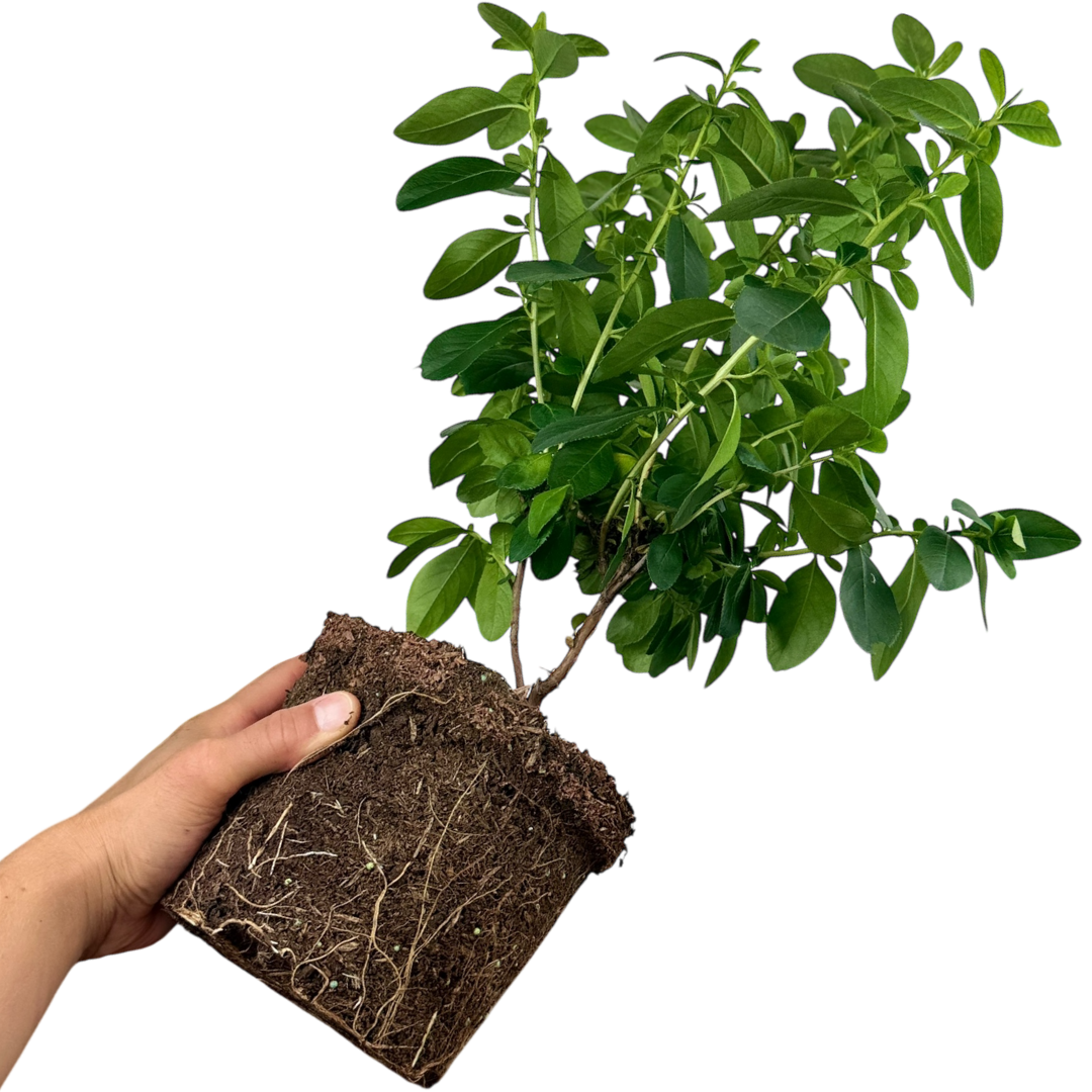 Escallonia Pink Elle