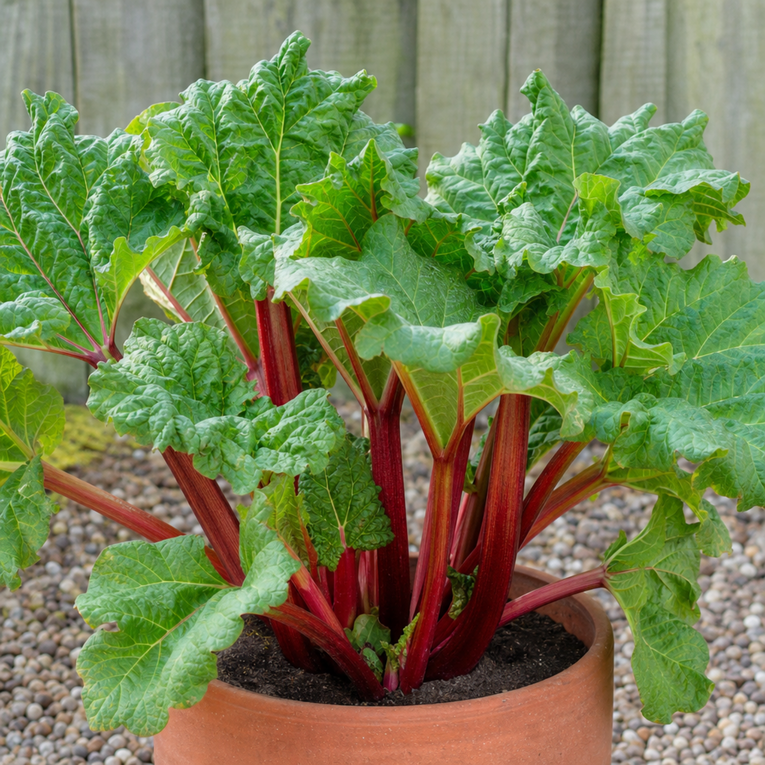 1 Rhubarb Timperley Early Plant, Hardy Perennial Fruit for Garden, Grow Your Own, 2Ltr Root Ball