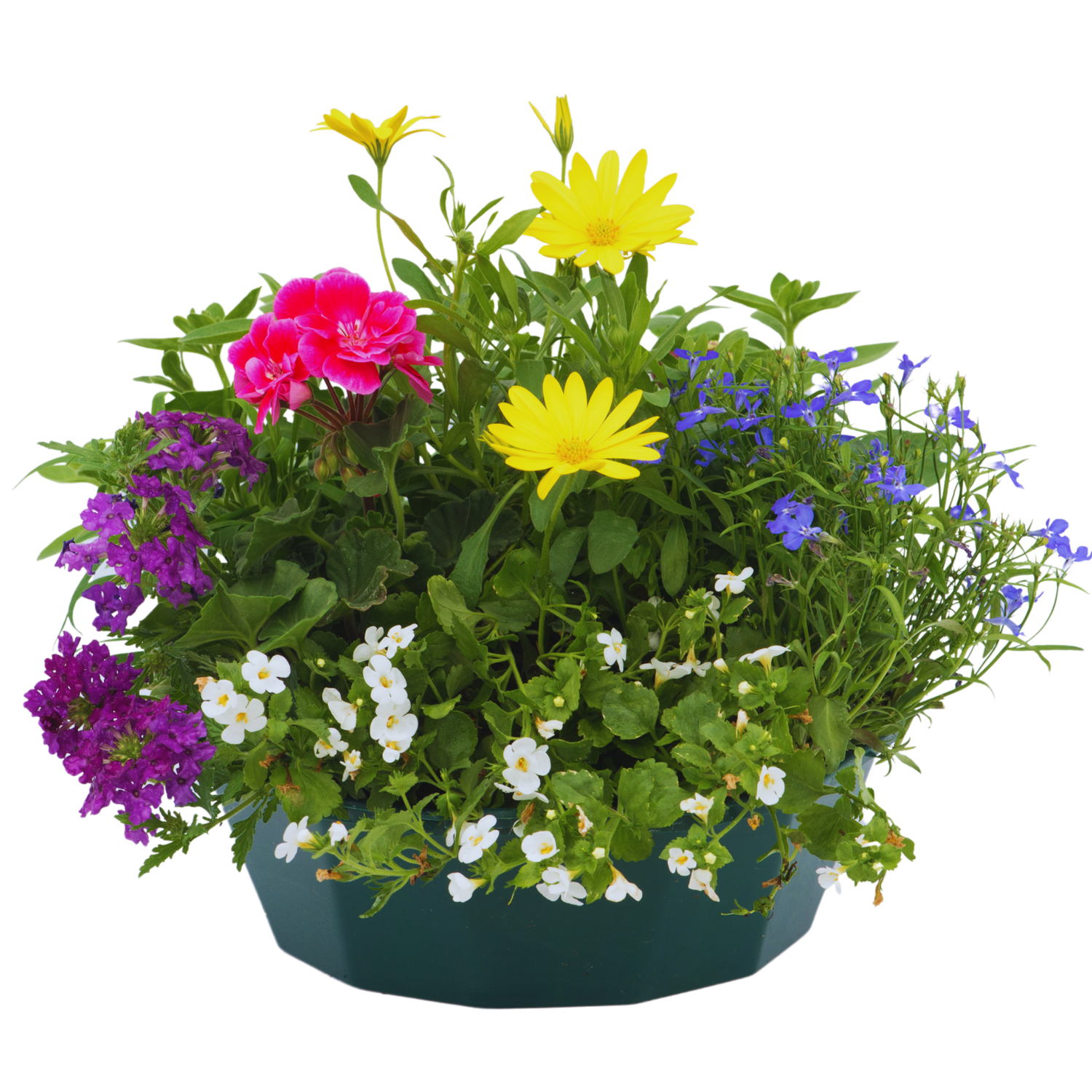 7 Colour Coordinated Plants - Berry Swirl Theme Speedplanter, Garden Ready